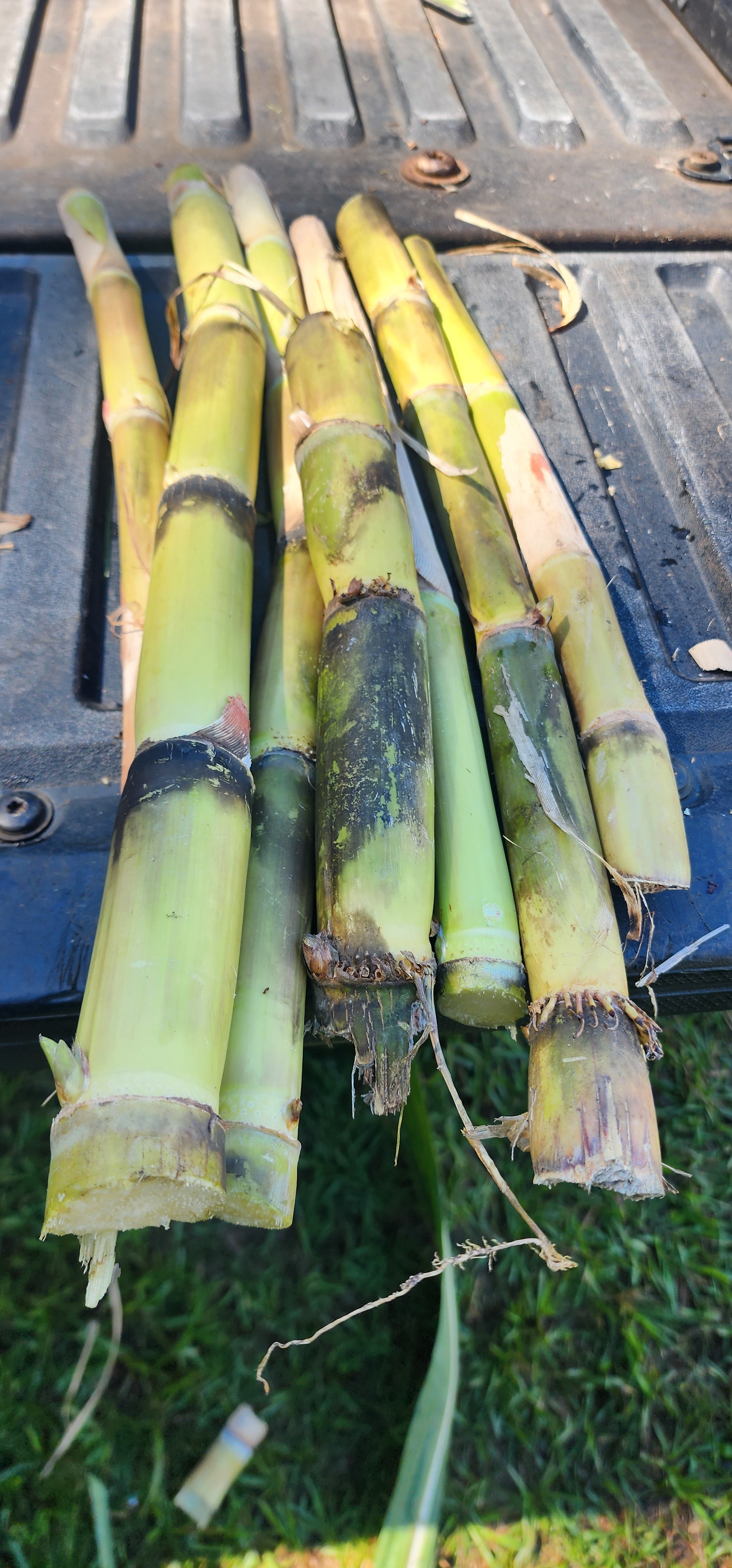 Sugarcane "Louisiana Green" - Live Plant