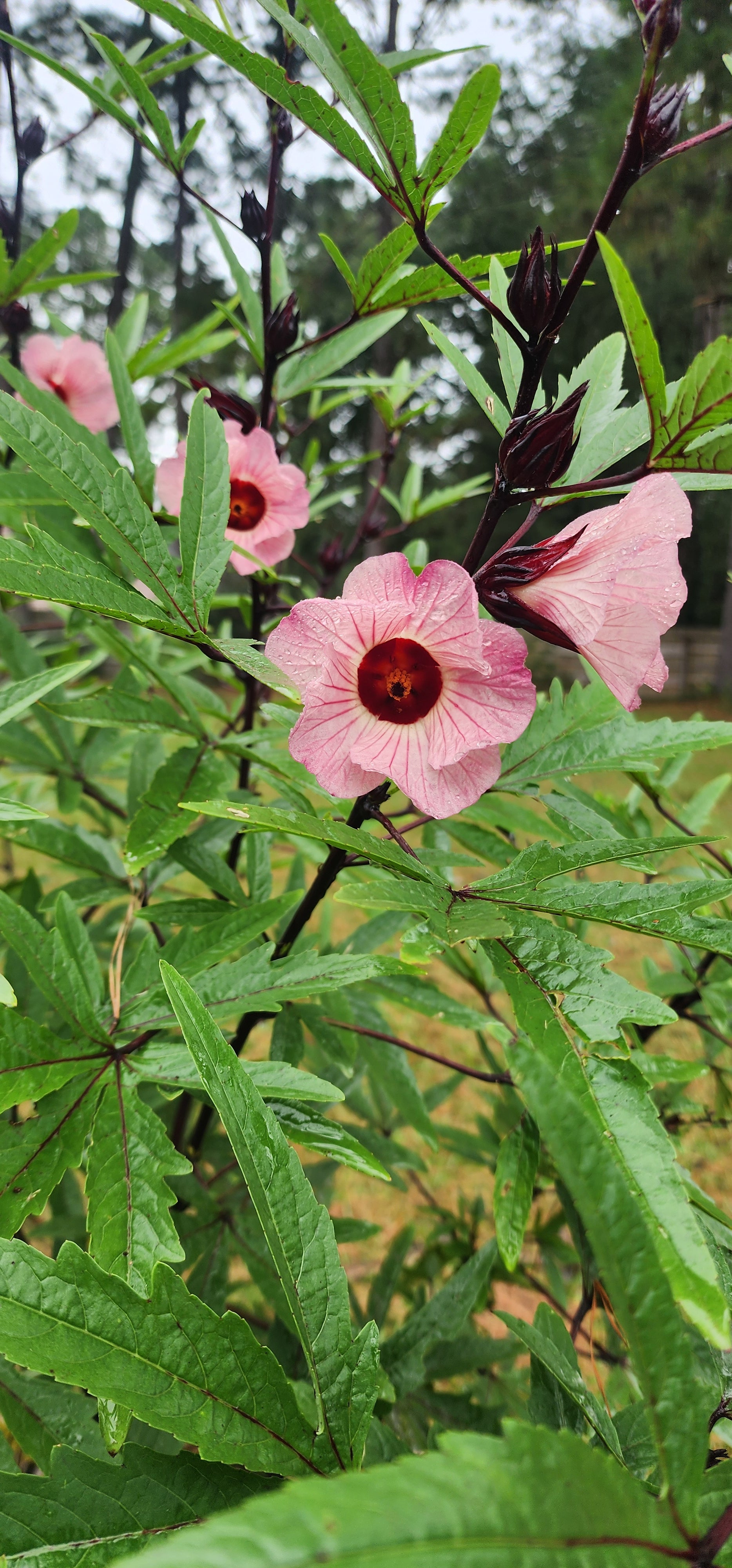 Roselle "Creole" - Live Plant