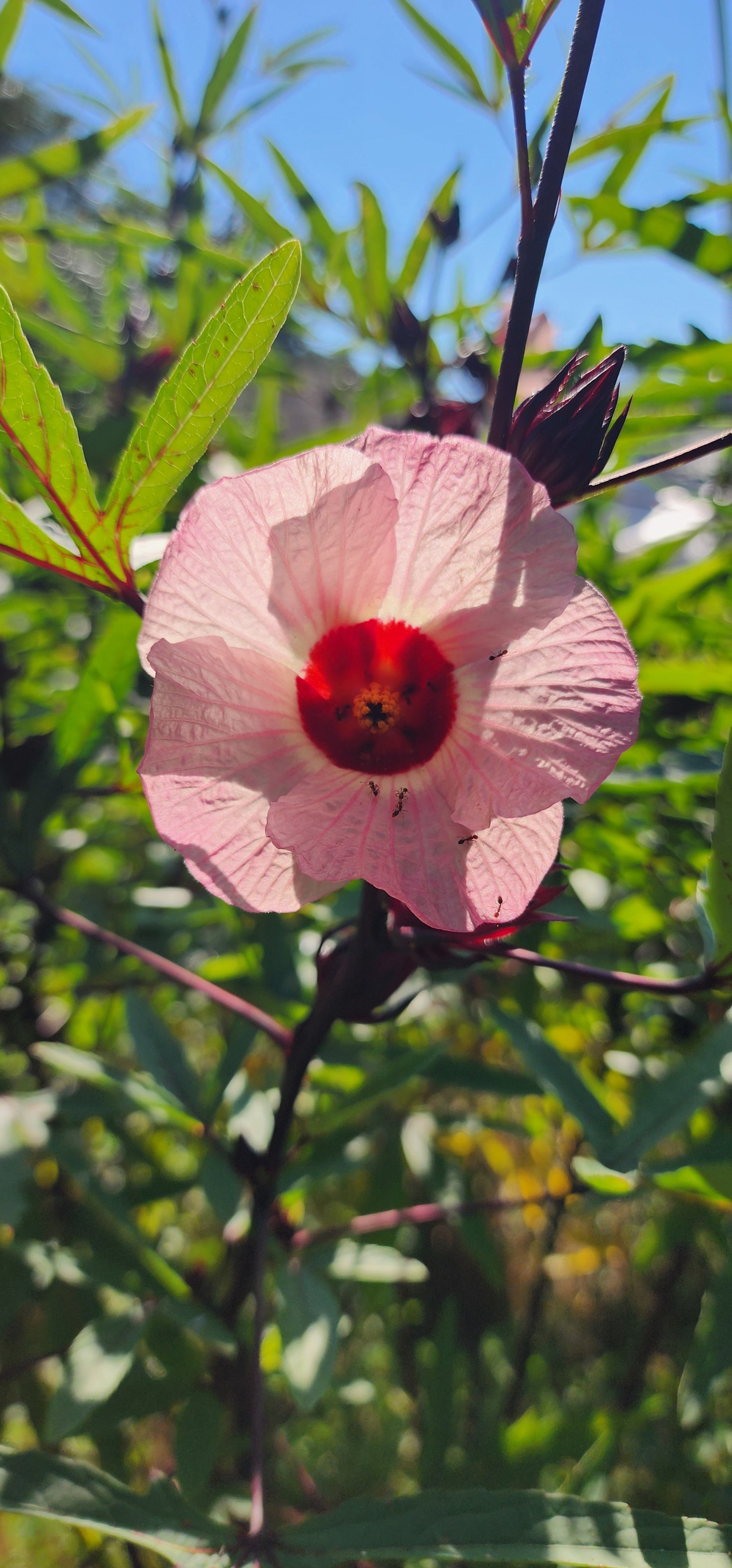 Roselle "Creole" - Live Plant