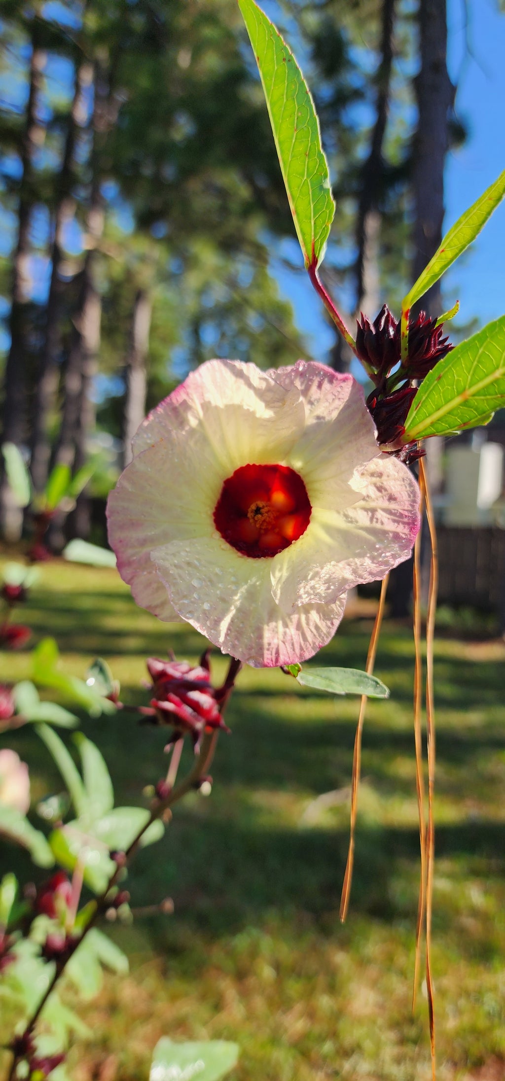 Roselle "Jamaican Burgundy" - Live Plant