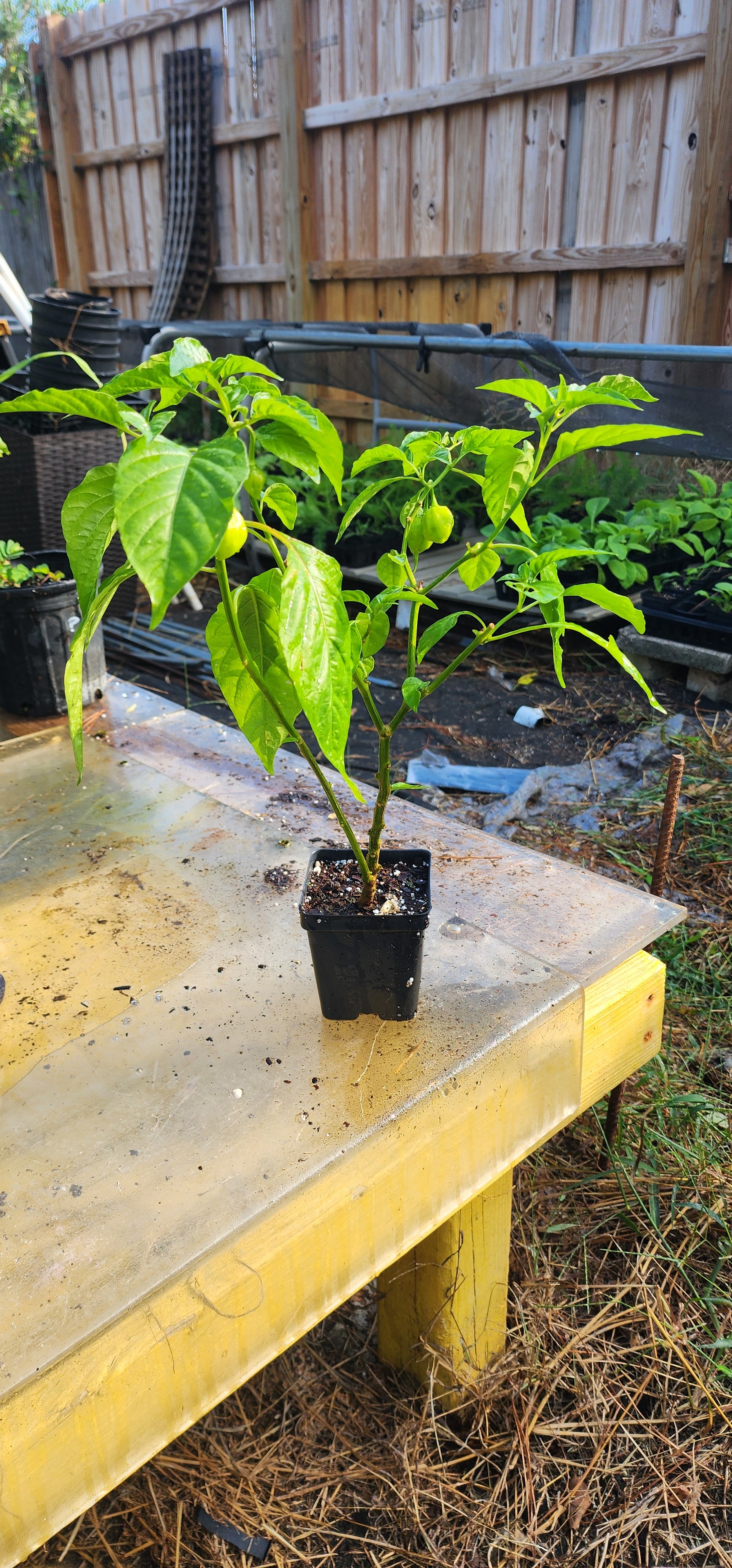 Pepper Plant "West Indies Red Habanero"- Live Plant