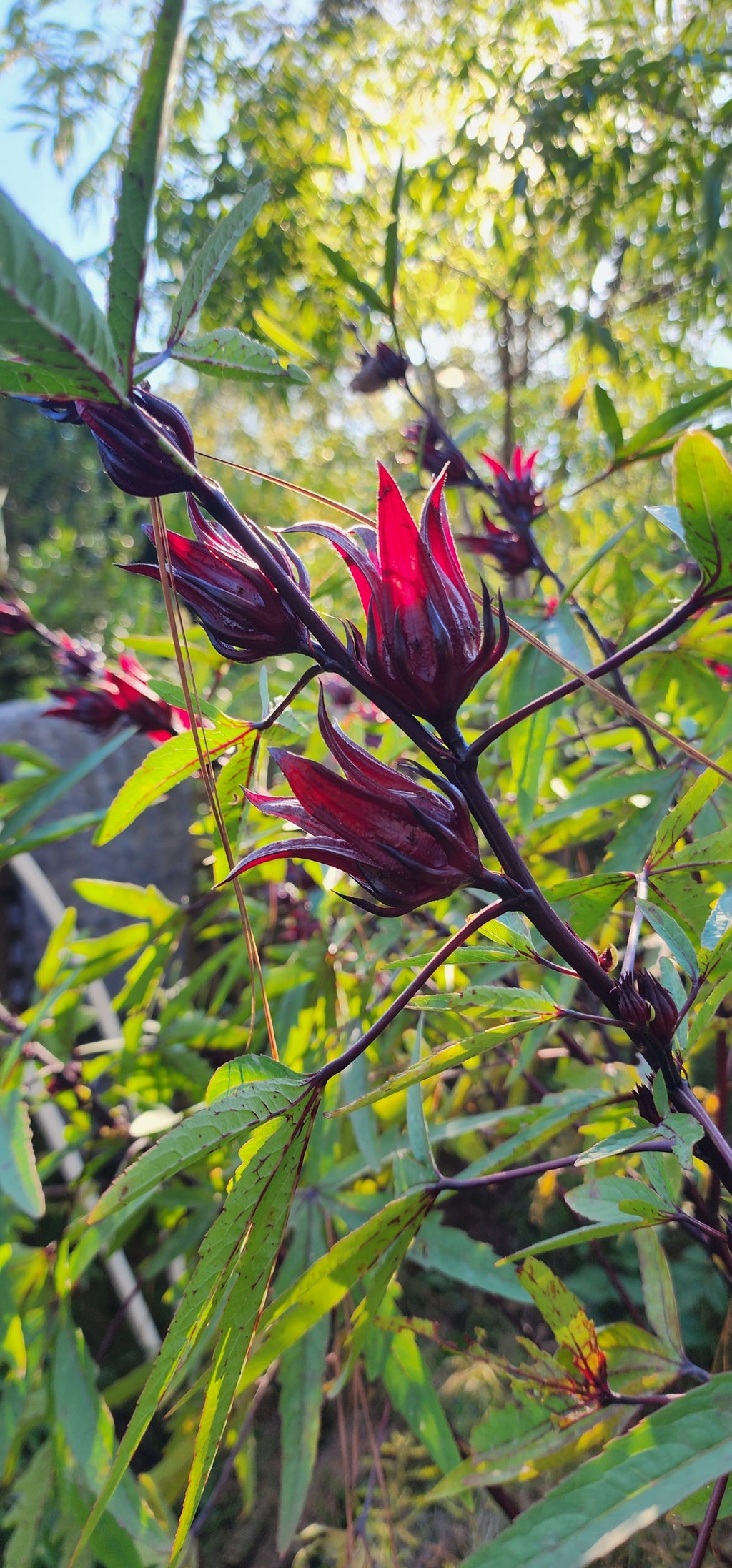 Roselle "Creole" - Live Plant