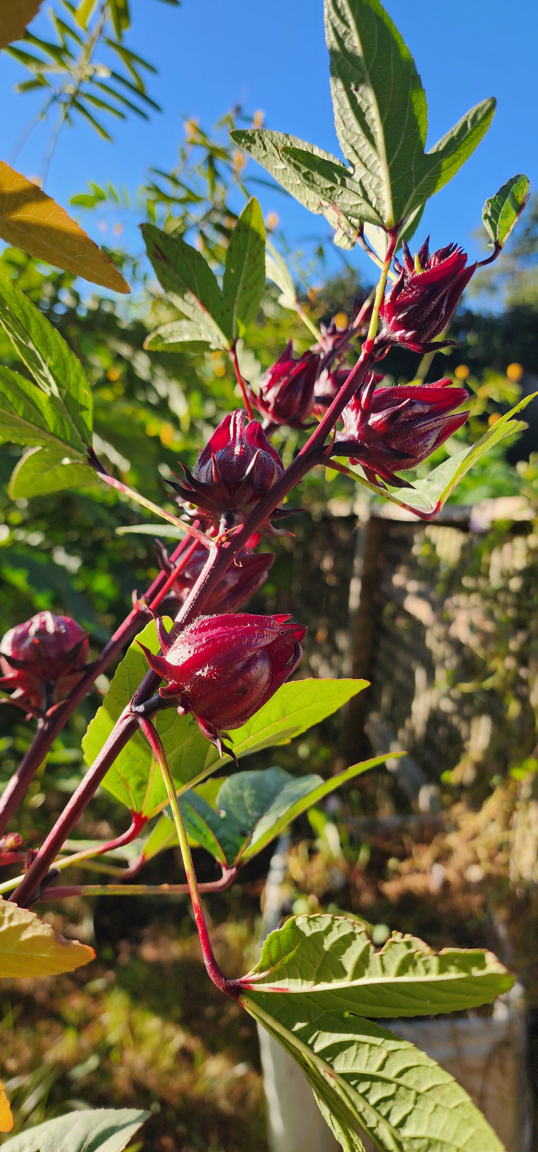Roselle "Jamaican Burgundy" - Live Plant