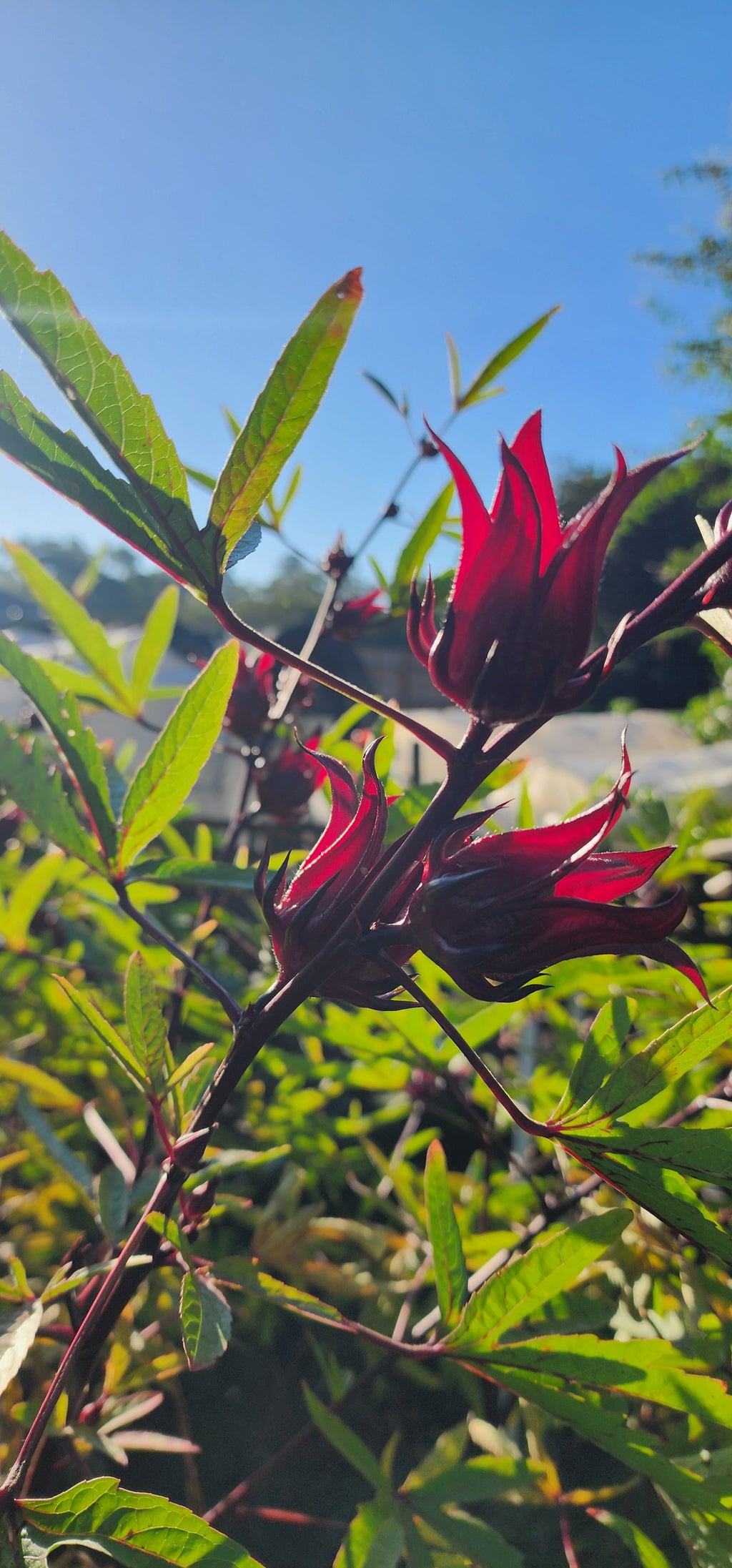 Roselle "Creole" - Live Plant