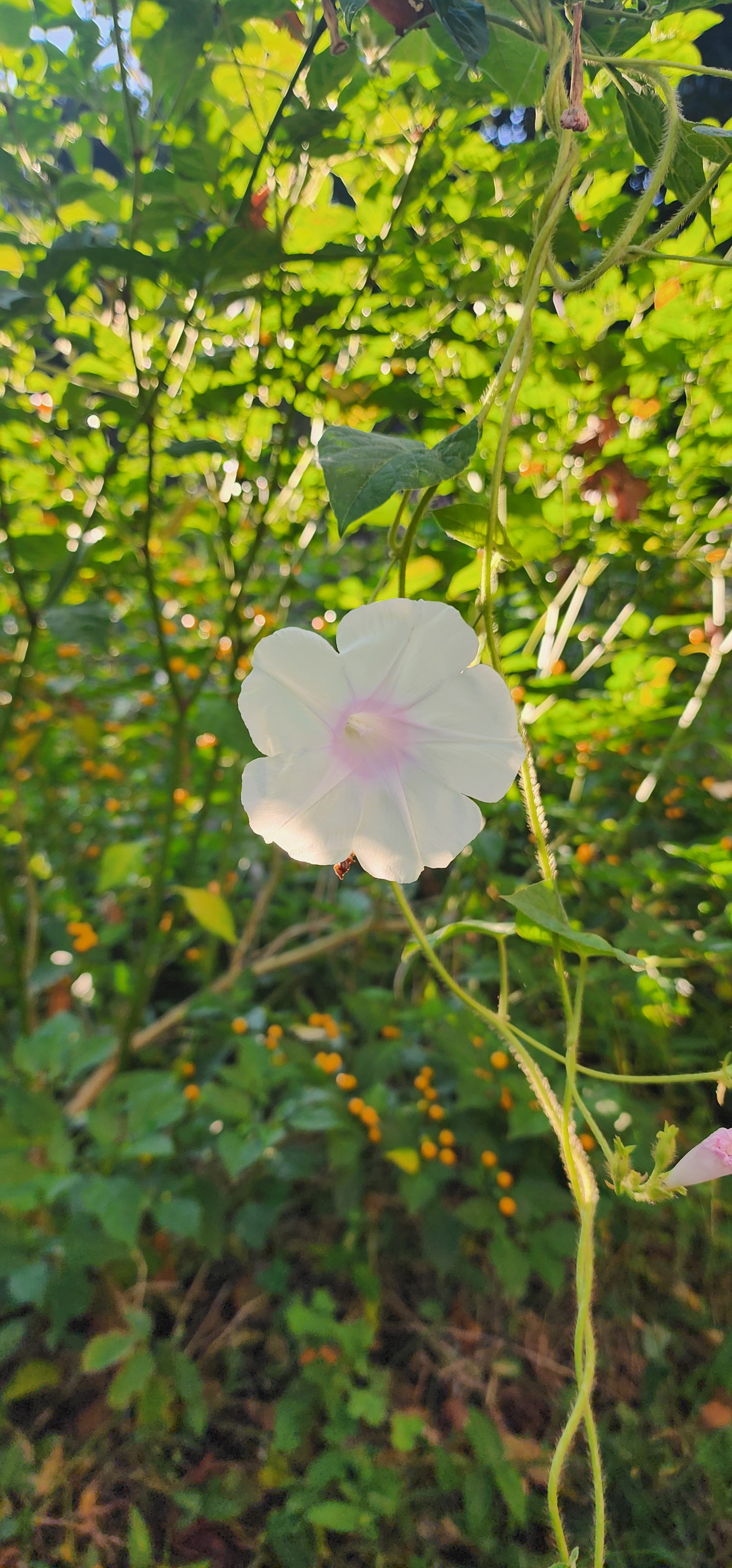 Morning Glory, Japanese "First Love" - Live Plant