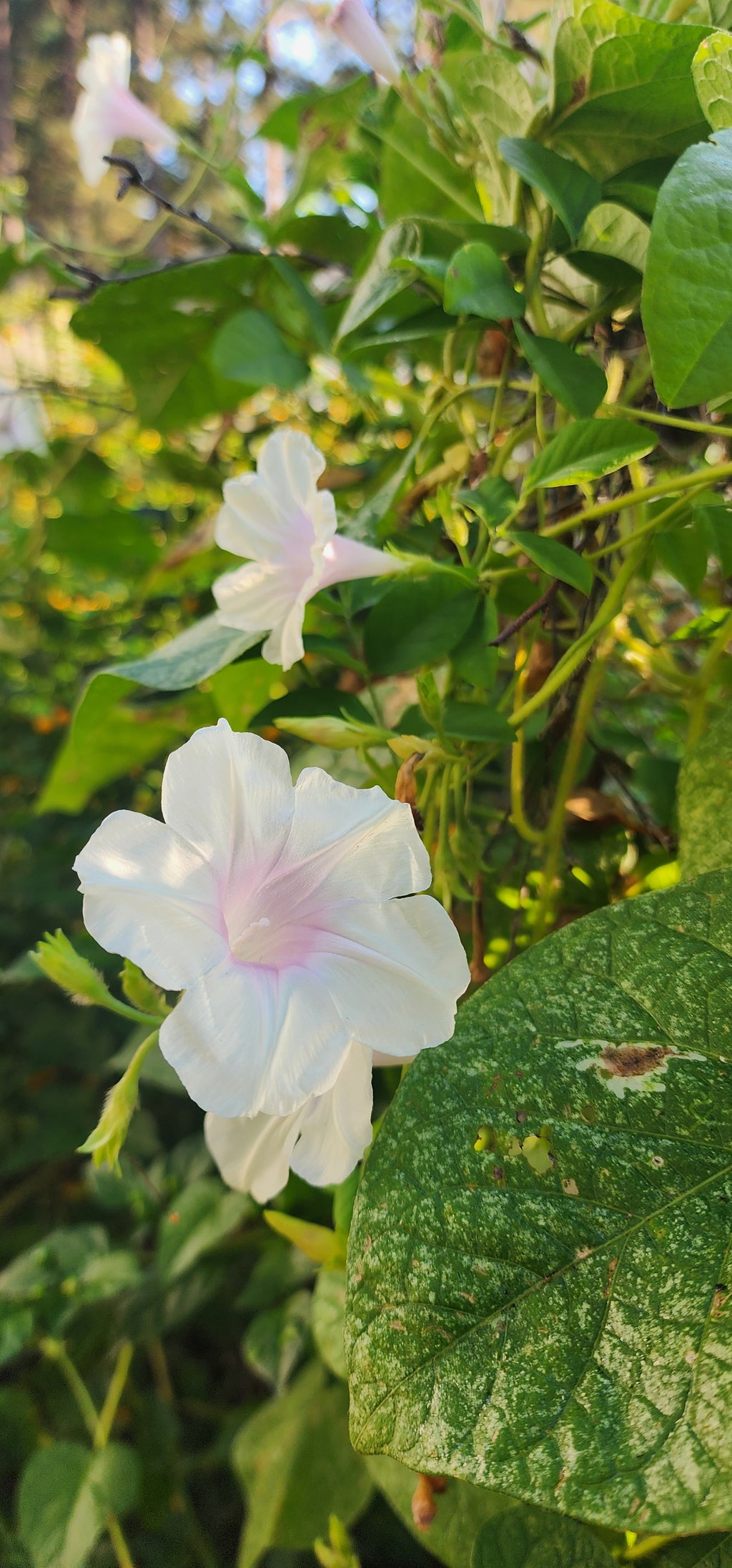Morning Glory, Japanese "First Love" - Live Plant