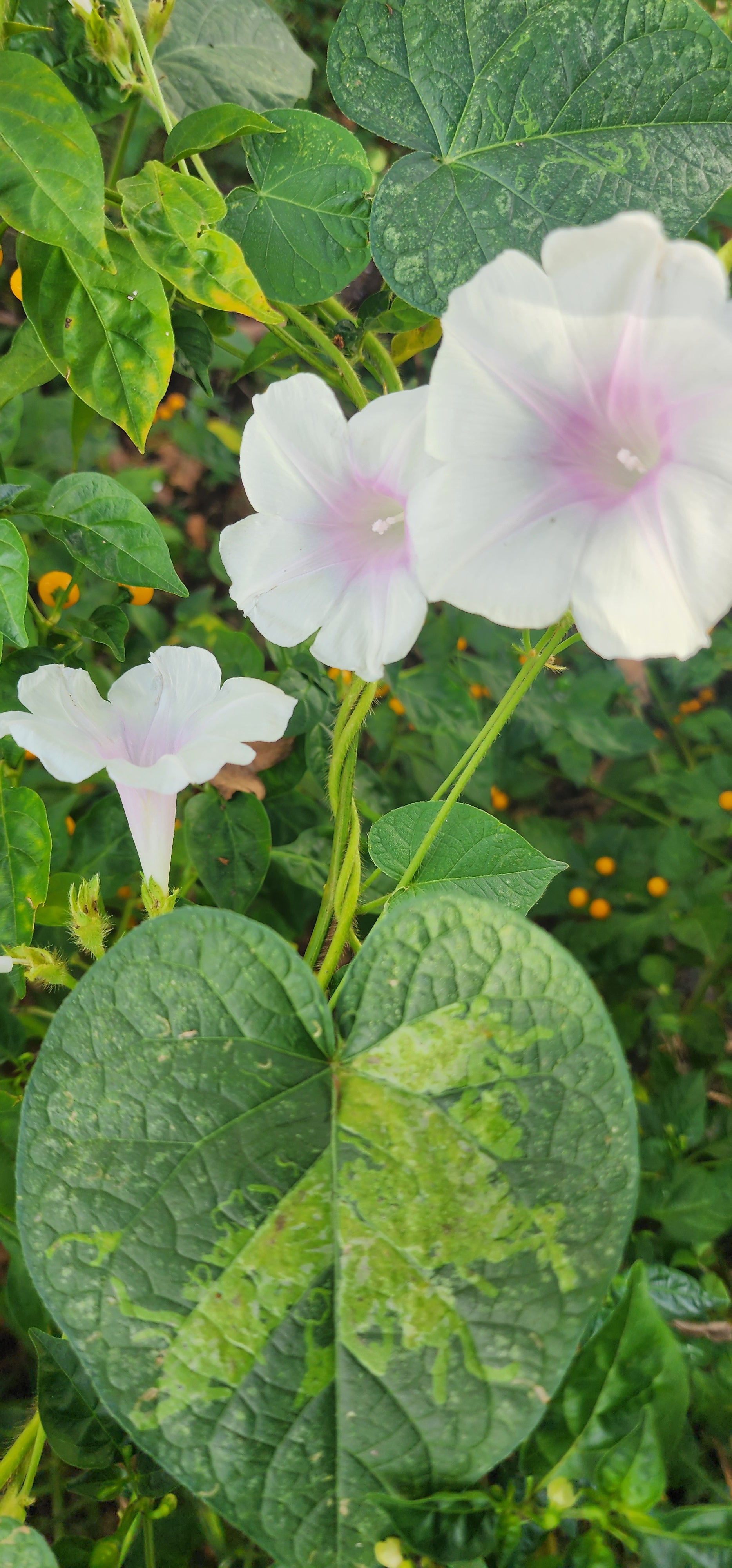 Morning Glory, Japanese "First Love" - Live Plant