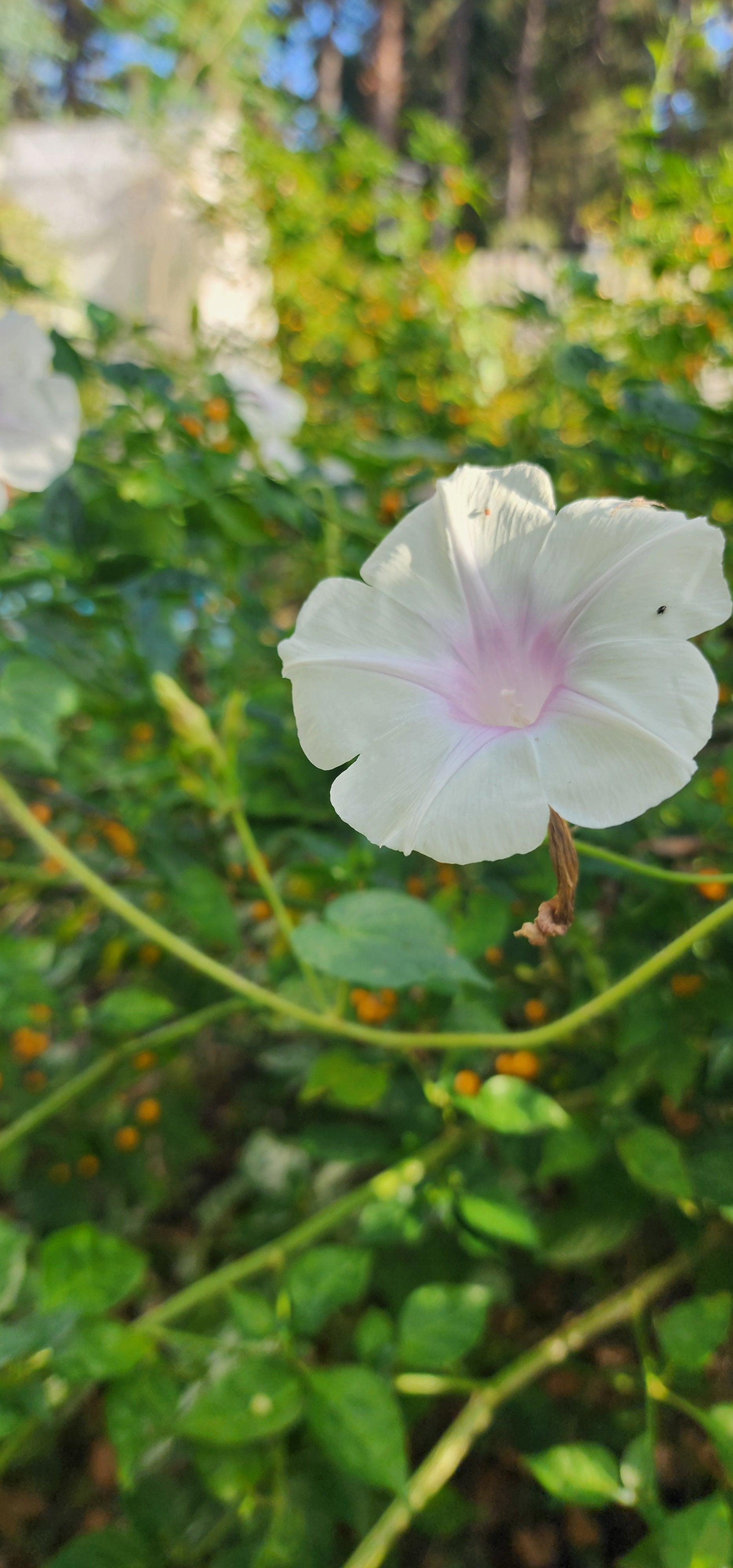 Morning Glory, Japanese "First Love" - Live Plant