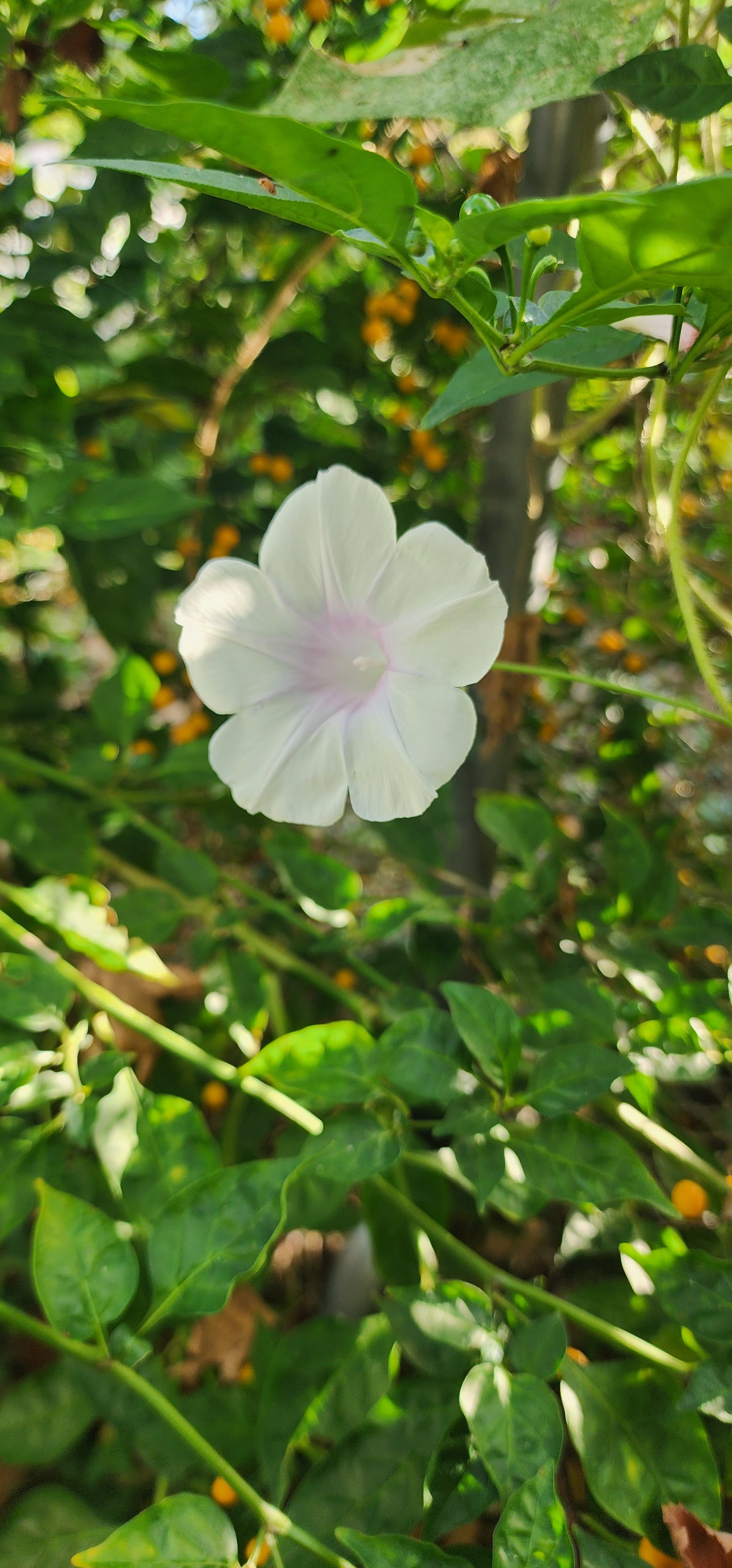 Morning Glory, Japanese "First Love" - Live Plant