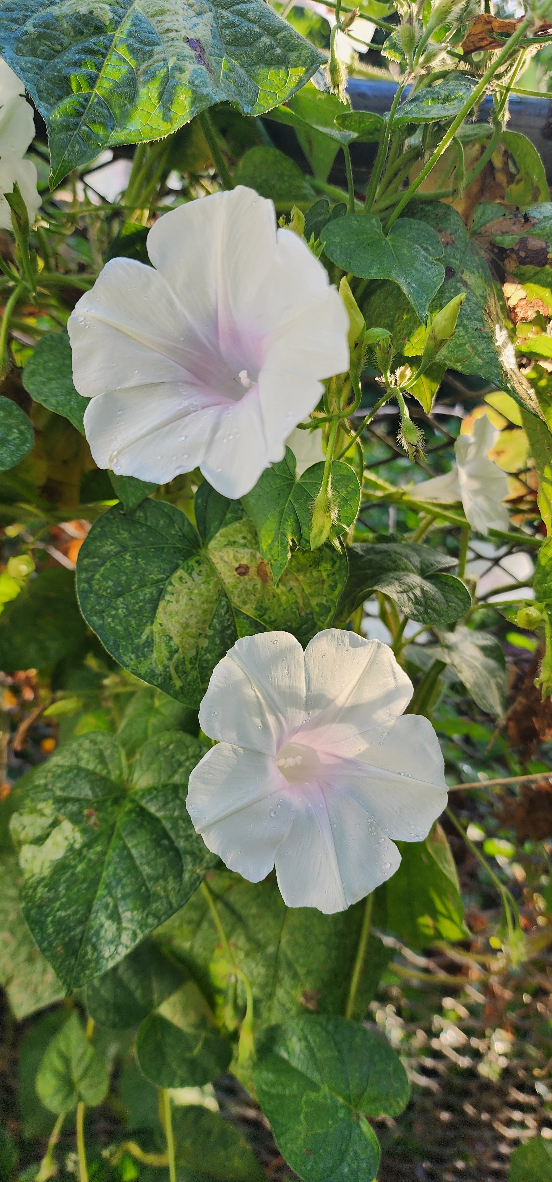 Morning Glory, Japanese "First Love" - Live Plant
