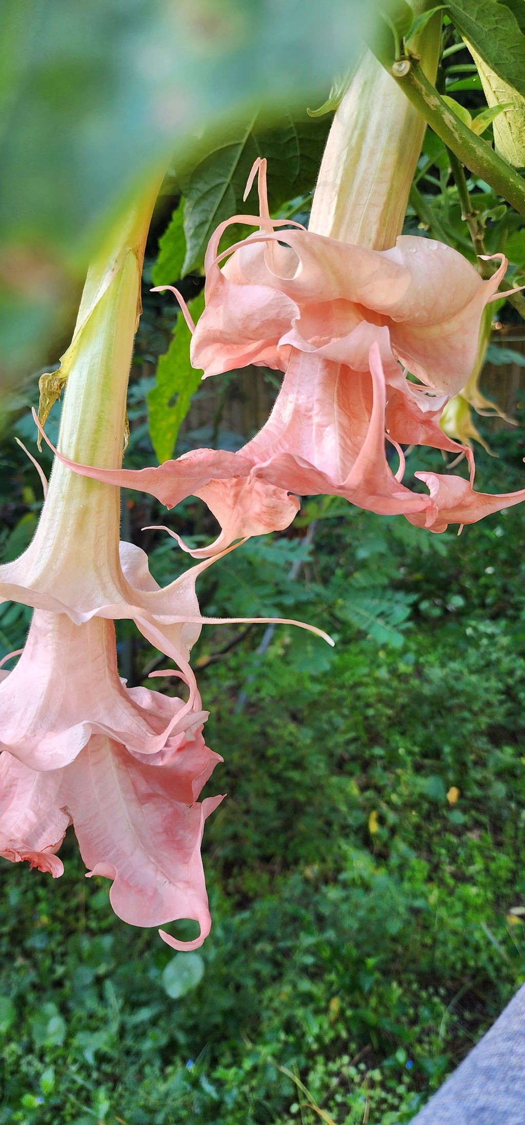 Angel's Trumpet "Dalens Amour" - Live Plant