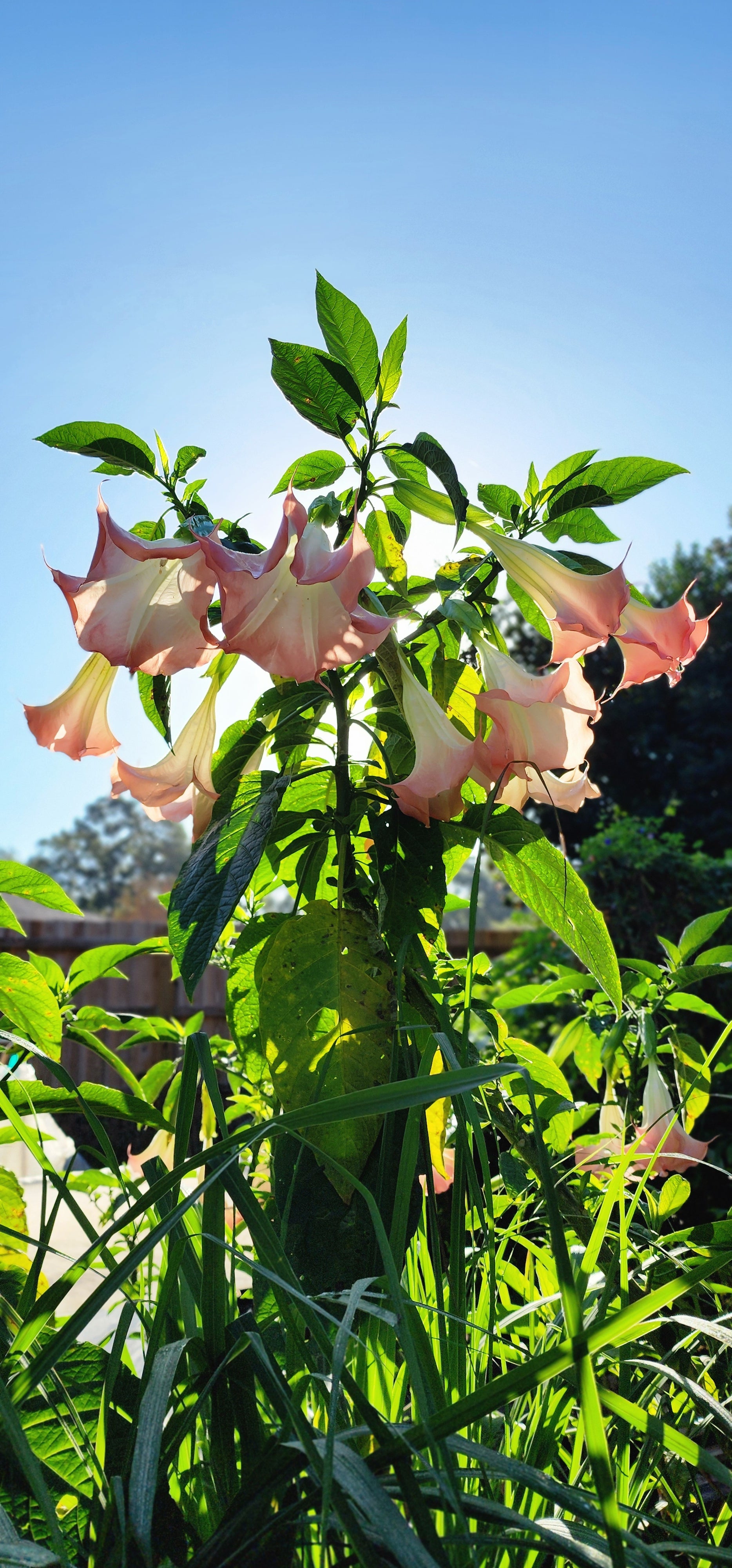 Angel's Trumpet "Strawberry Cream" - Live Plant