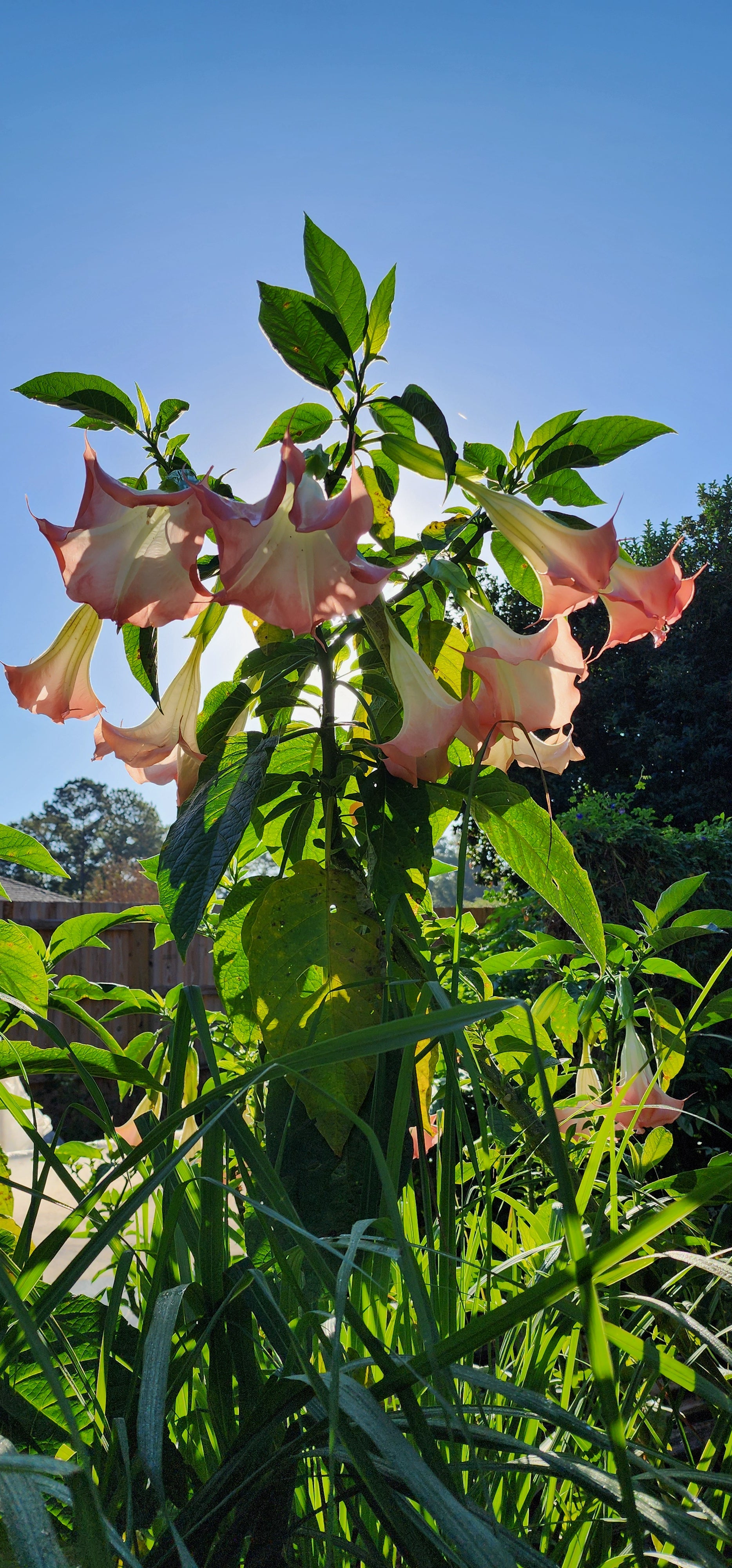 Angel's Trumpet "Strawberry Cream" - Live Plant