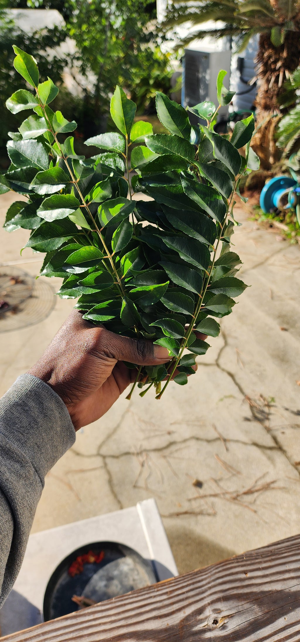 Curry Leaf Tree- Live Plant