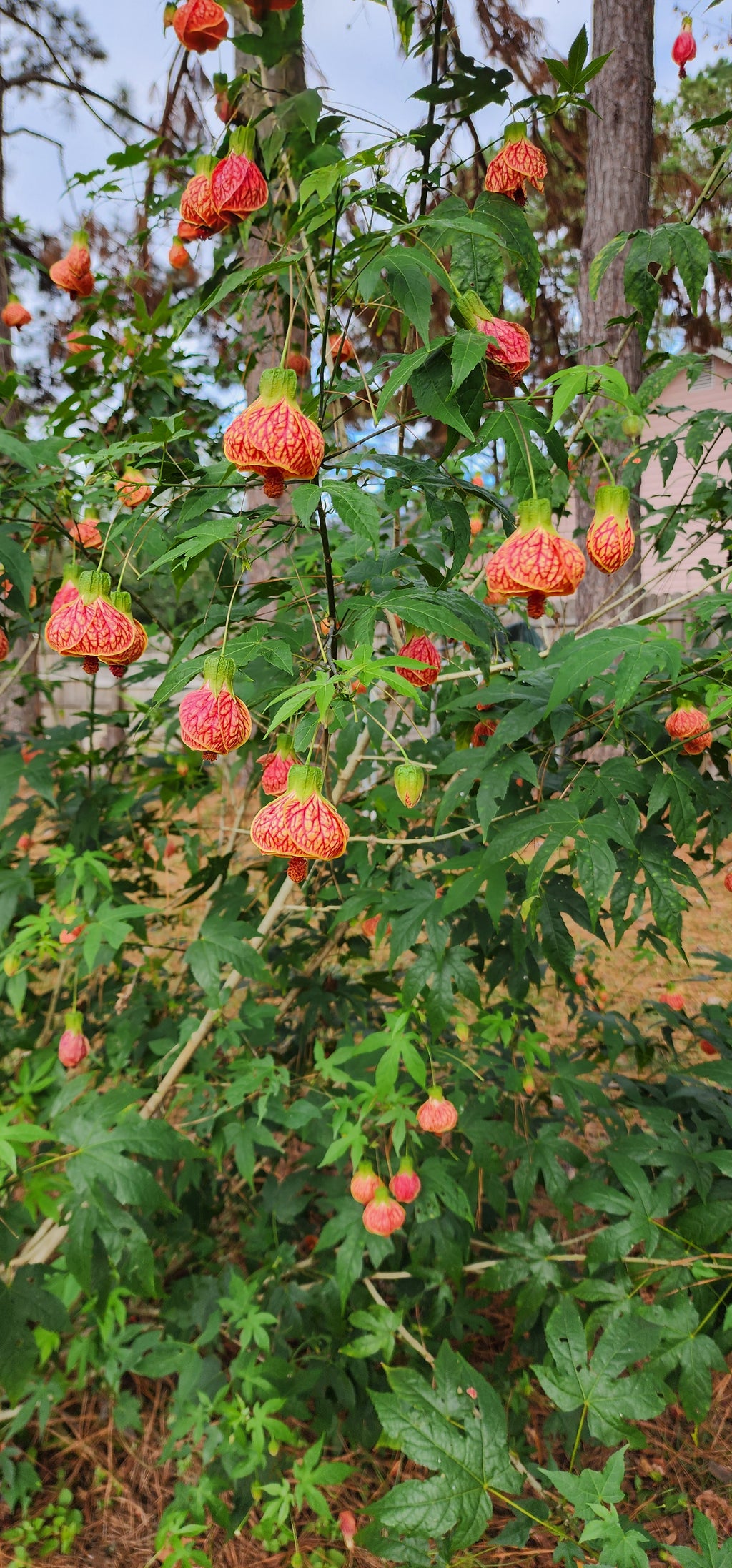 Abutilon "Tiger's Eye" - Live Plant