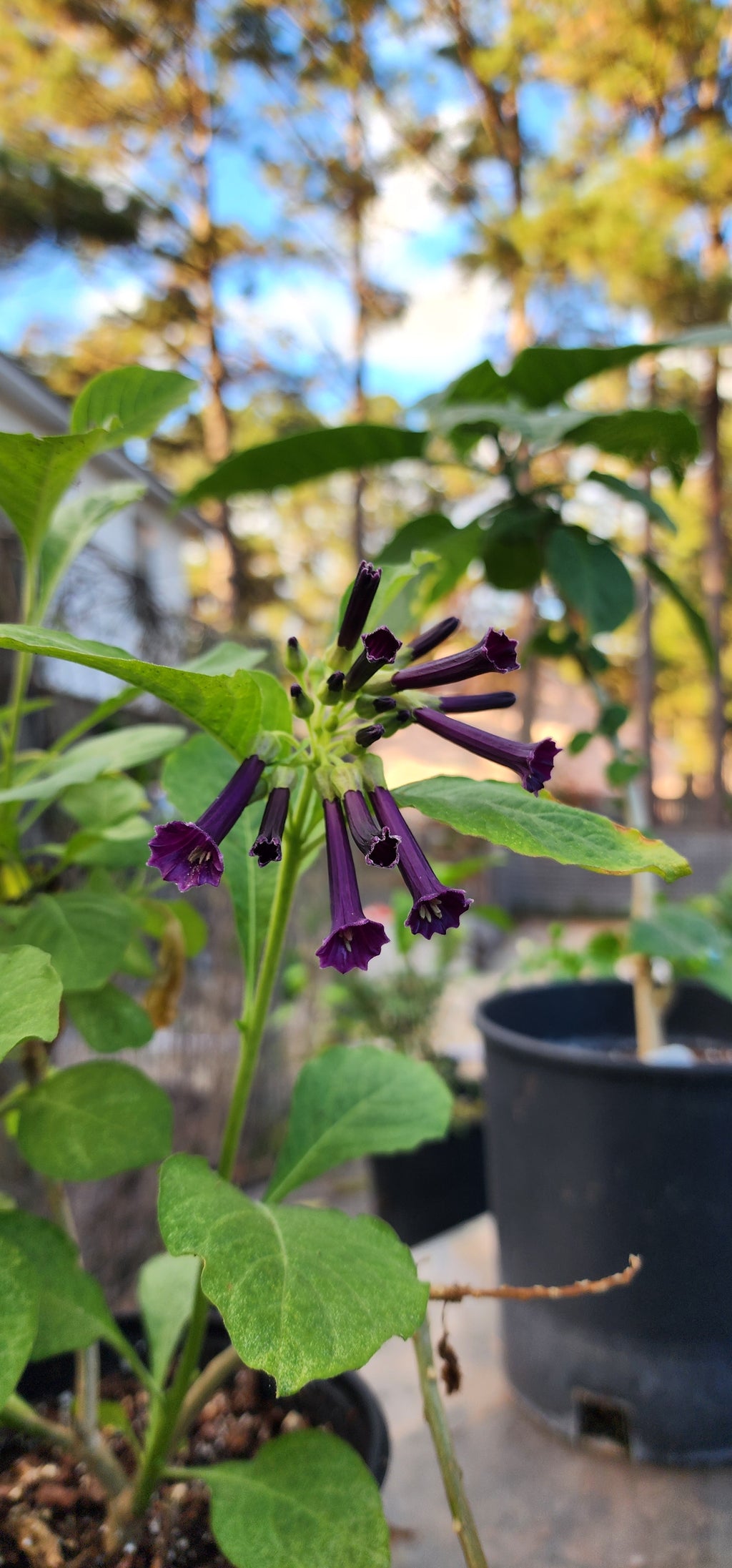 Iochroma "Royal Purple" - Live Plant