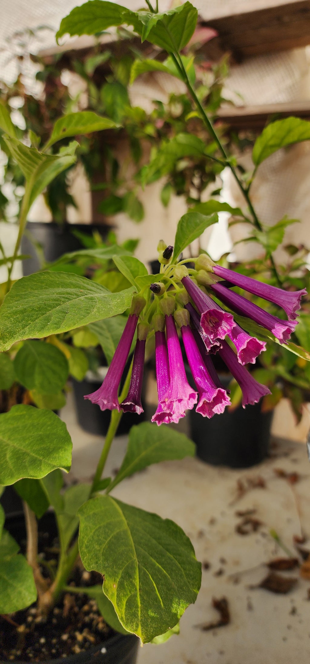 Iochroma "Royal Purple" - Live Plant