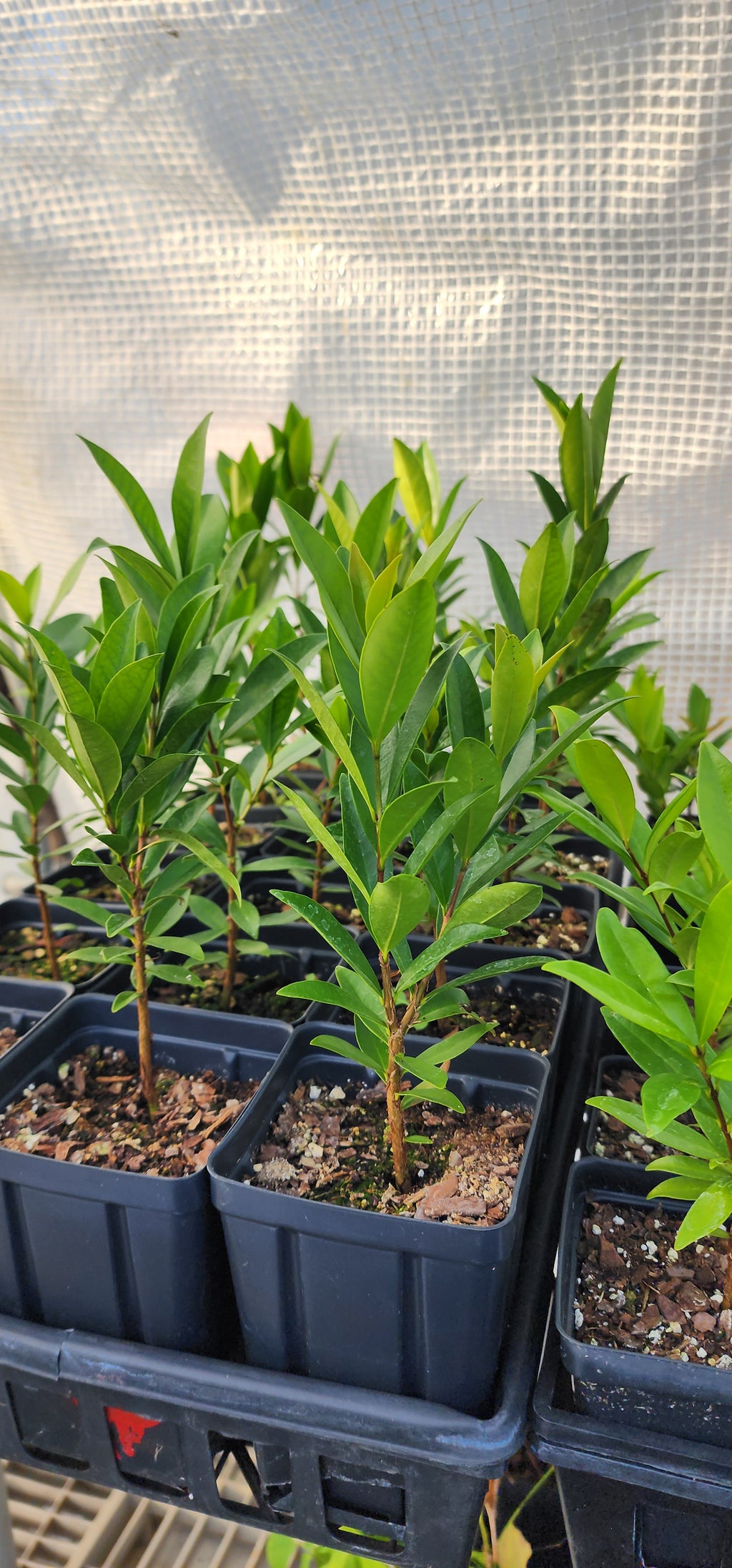 Cherry of the Rio Grande - Live Plant