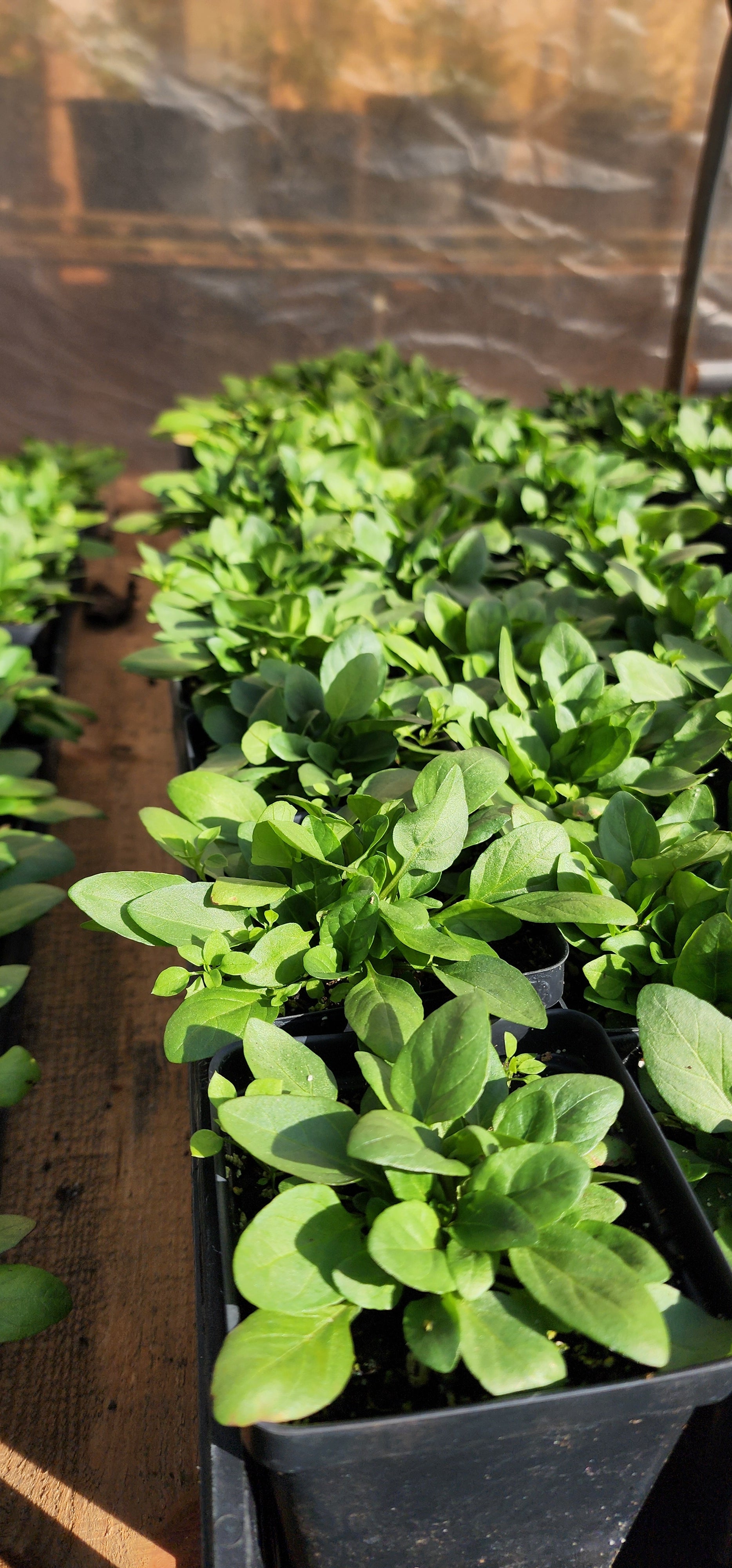 Self Heal or All Hea l- Live Plant