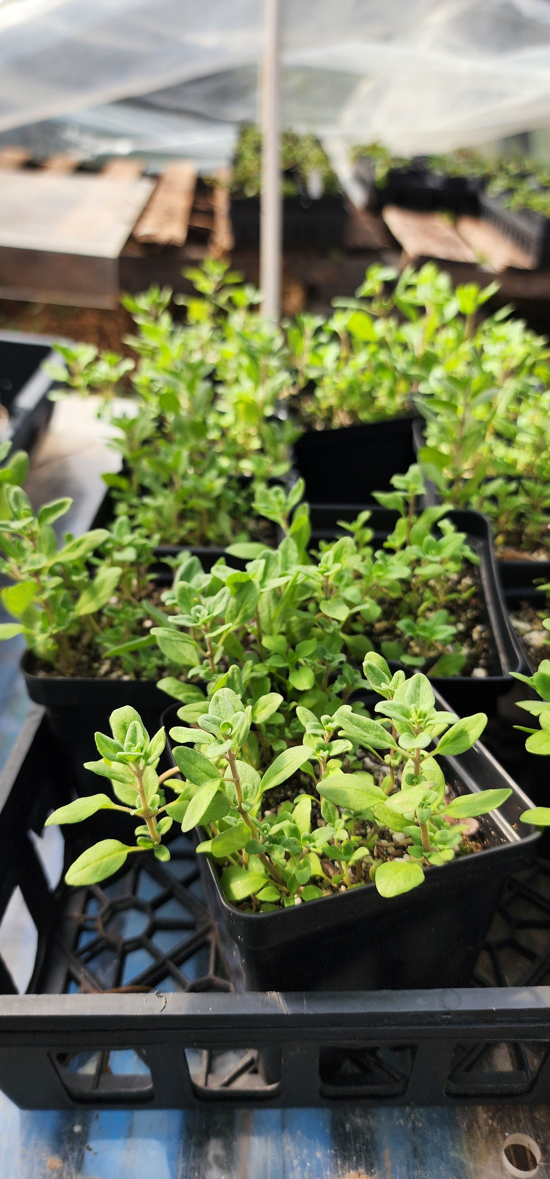 Marjoram - Live Plant