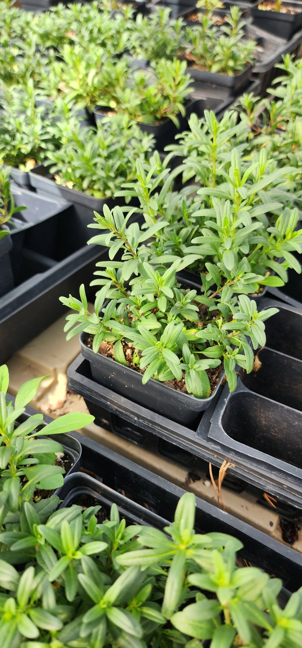 Hyssop - Live Plant