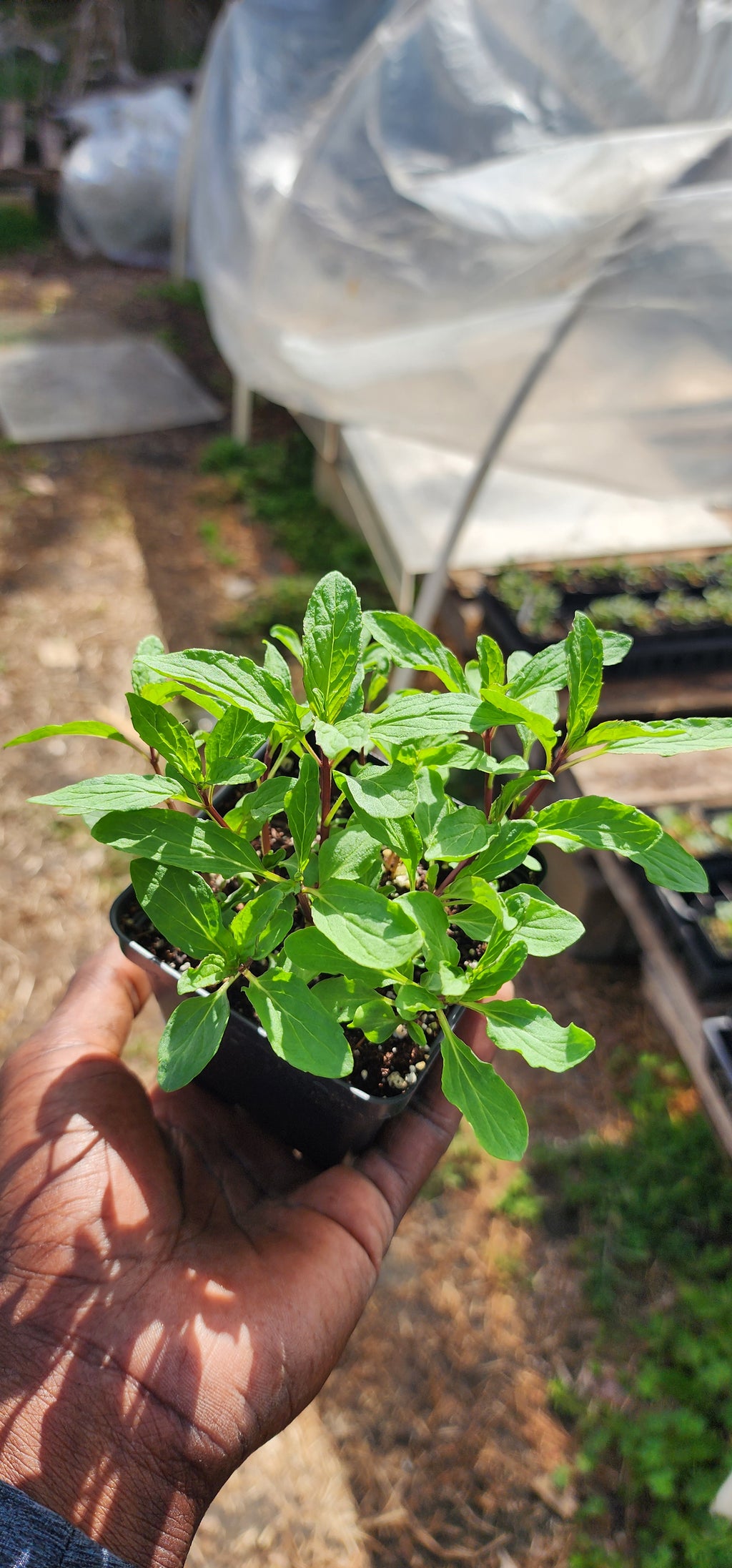 Mint "Thai" - Live Plant