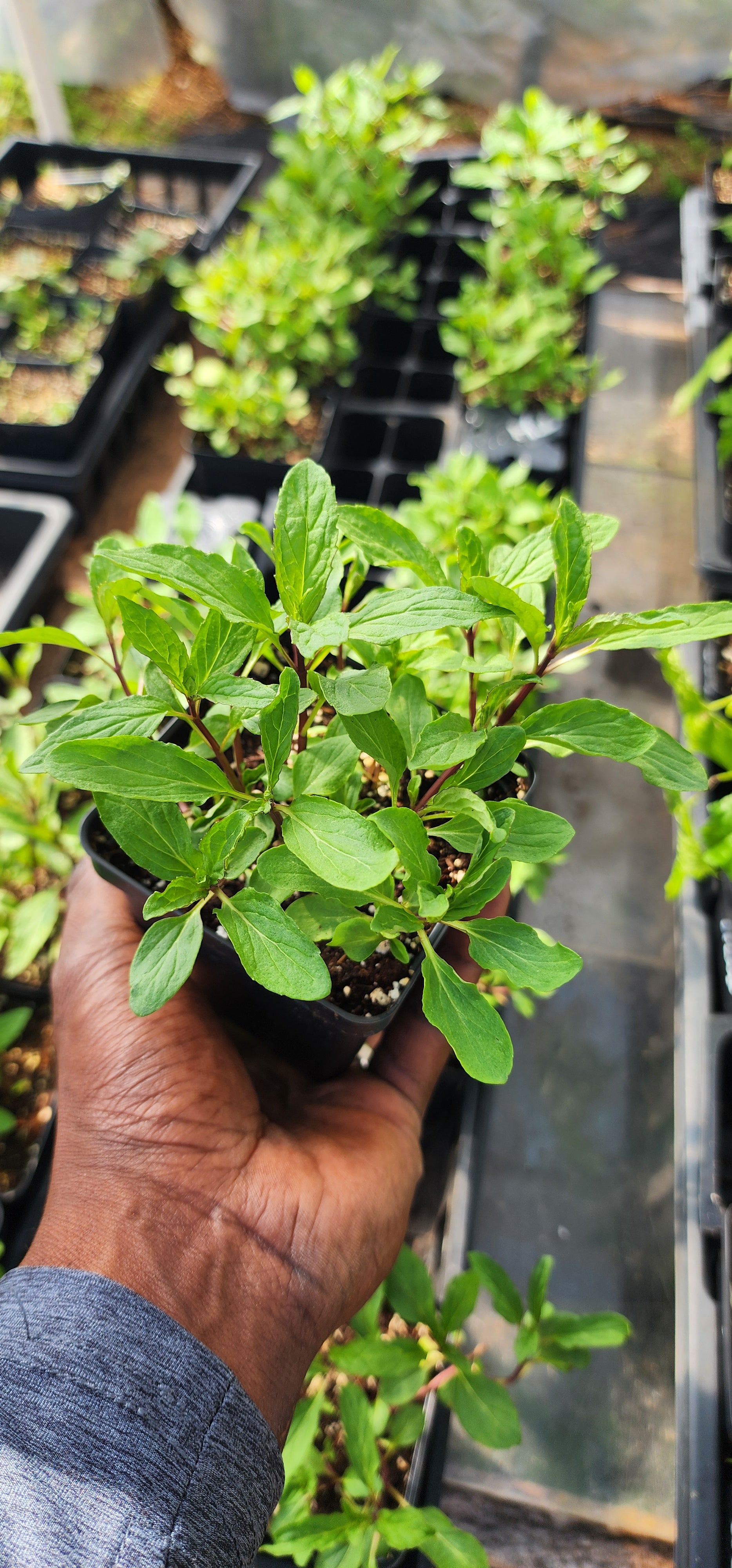 Mint "Thai" - Live Plant