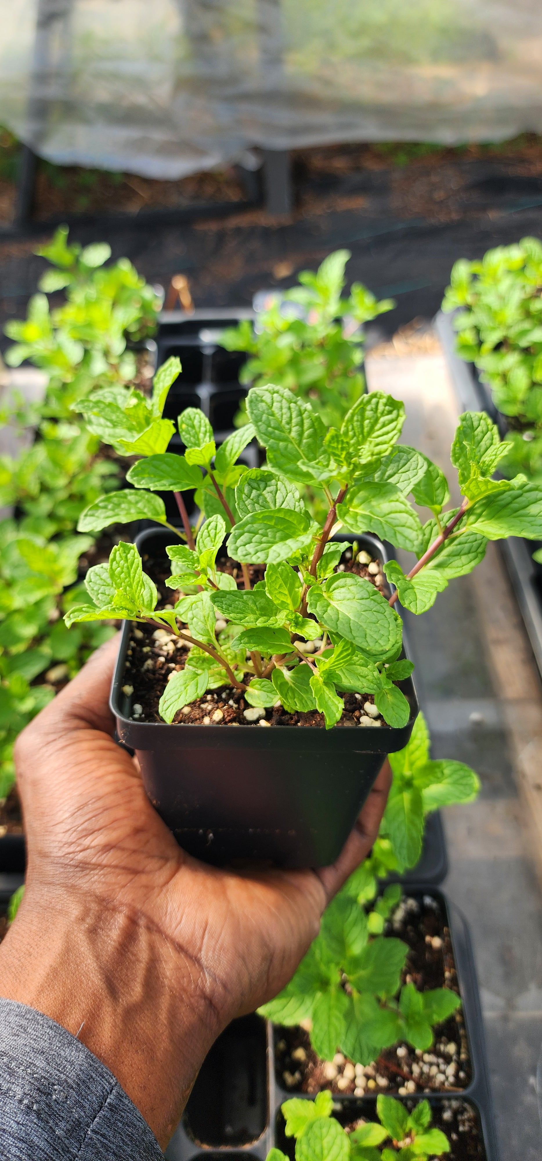 Mint "Mojito" - Live Plant