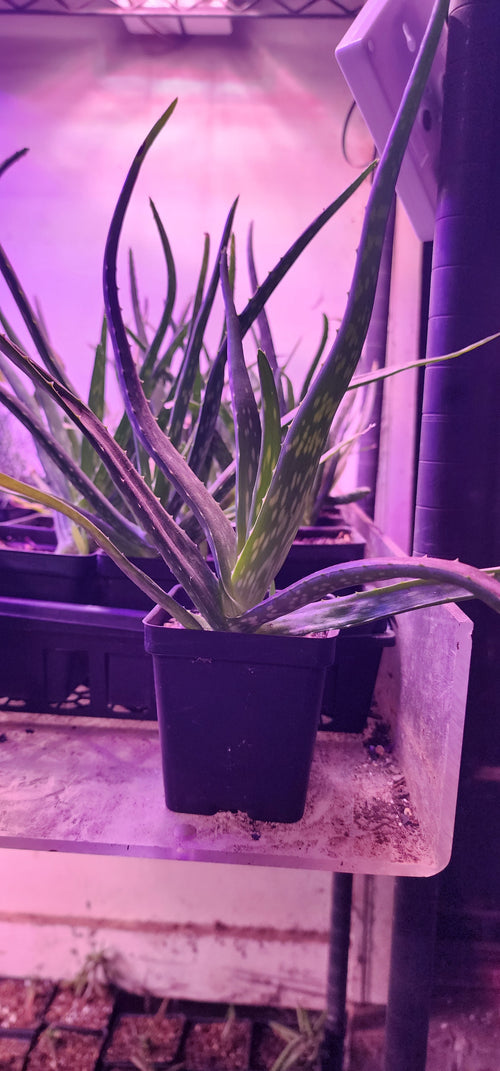 Aloe Vera - Live Plant