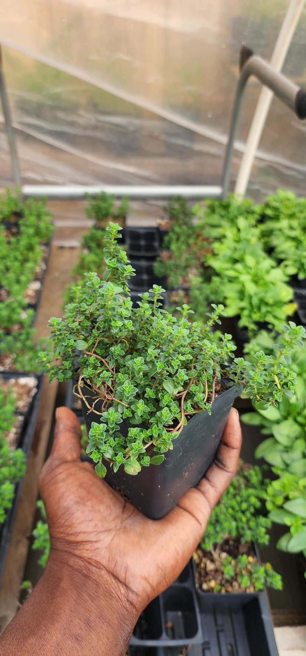 Thyme "Lemon" - Live Plant