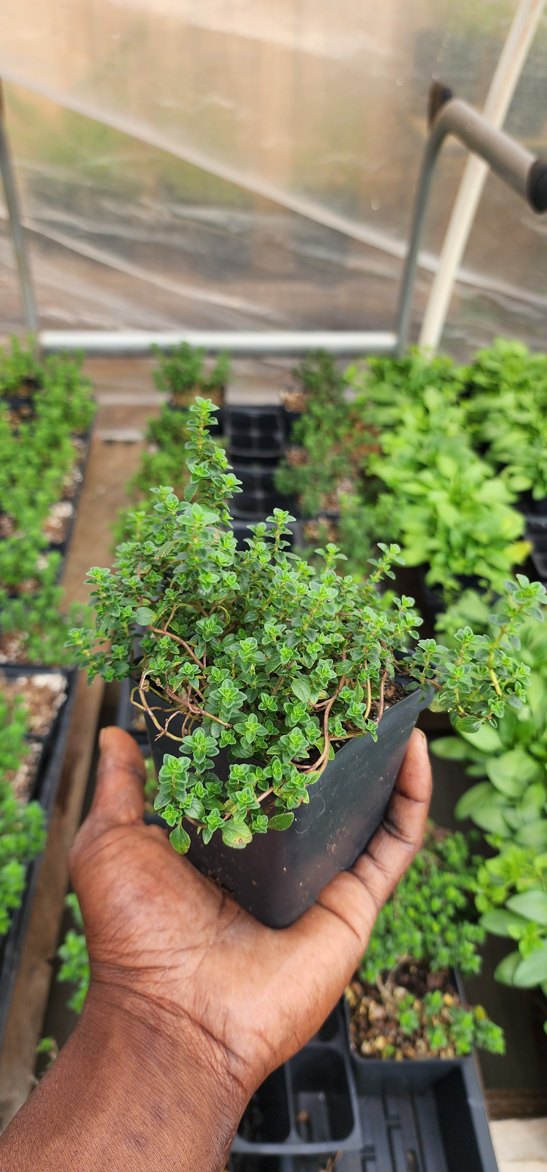 Thyme "Lemon" - Live Plant