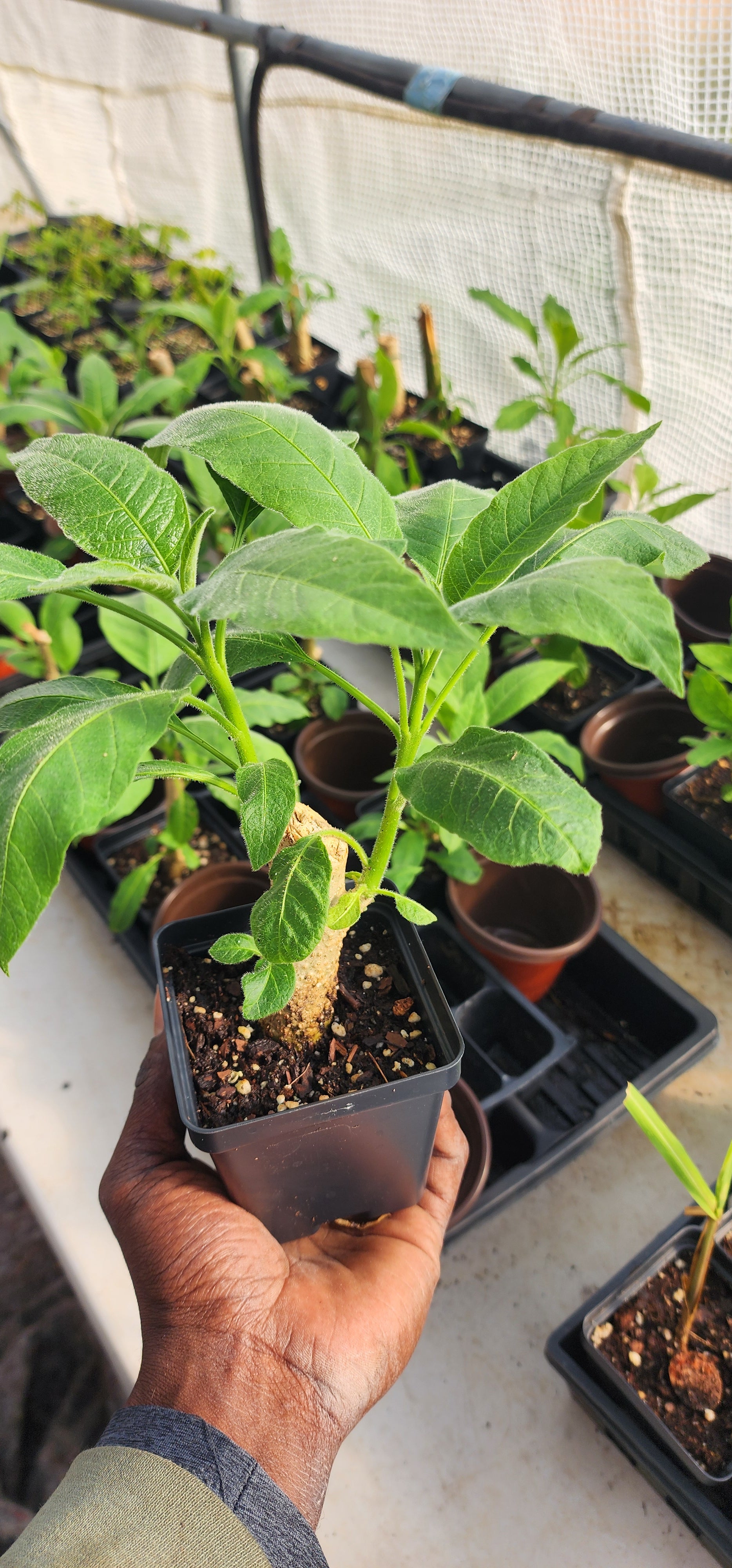 Angel's Trumpet "Mango Crush" - Live Plant