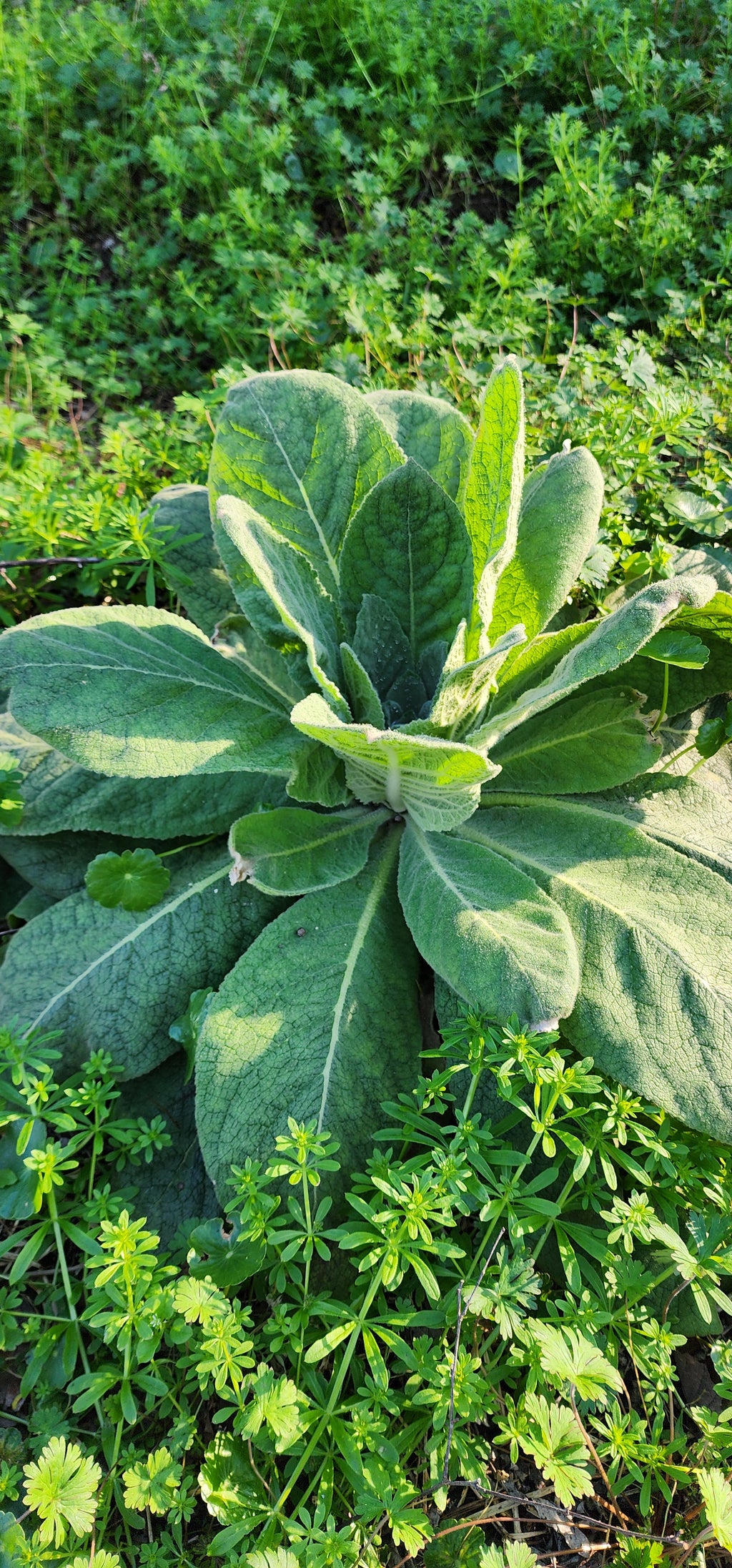 Mullein - Live Plant