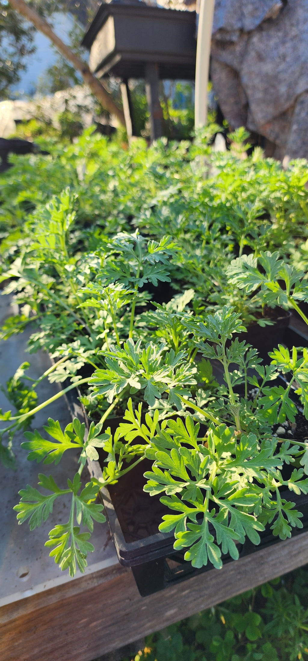 Wormwood - Live Plant