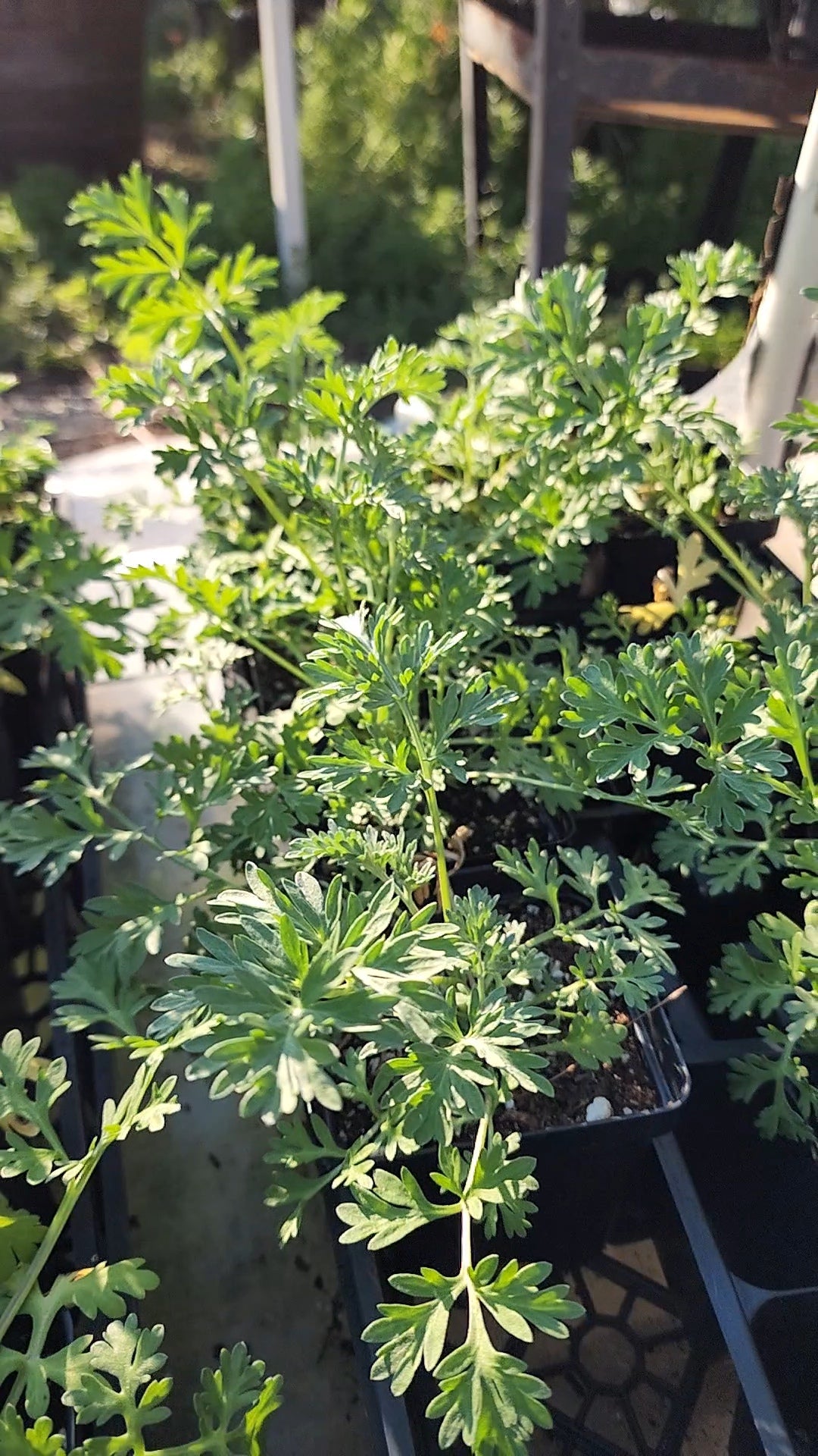 Wormwood - Live Plant
