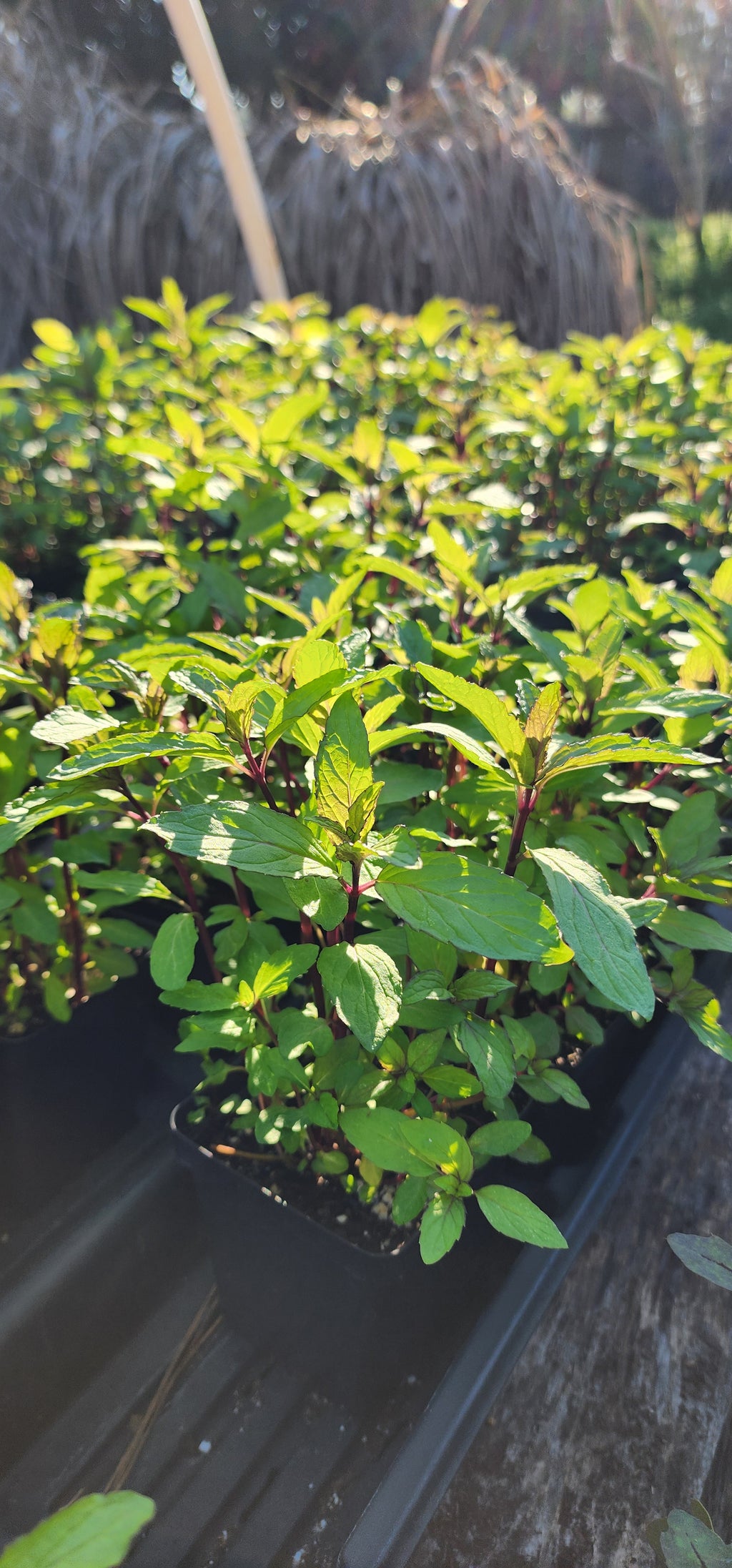 Mint "Thai" - Live Plant