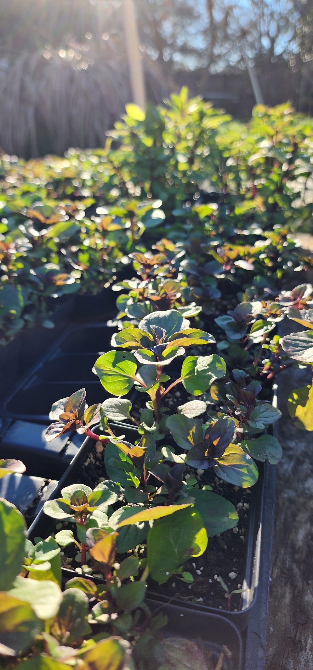 Mint "Lime" - Live Plant