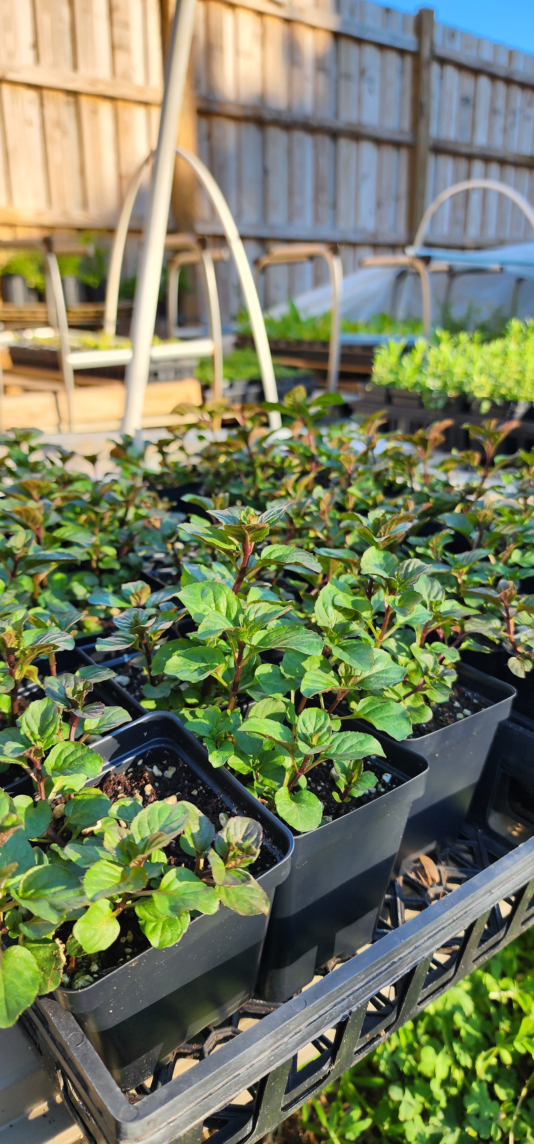 Mint "Lavender" - Live Plant
