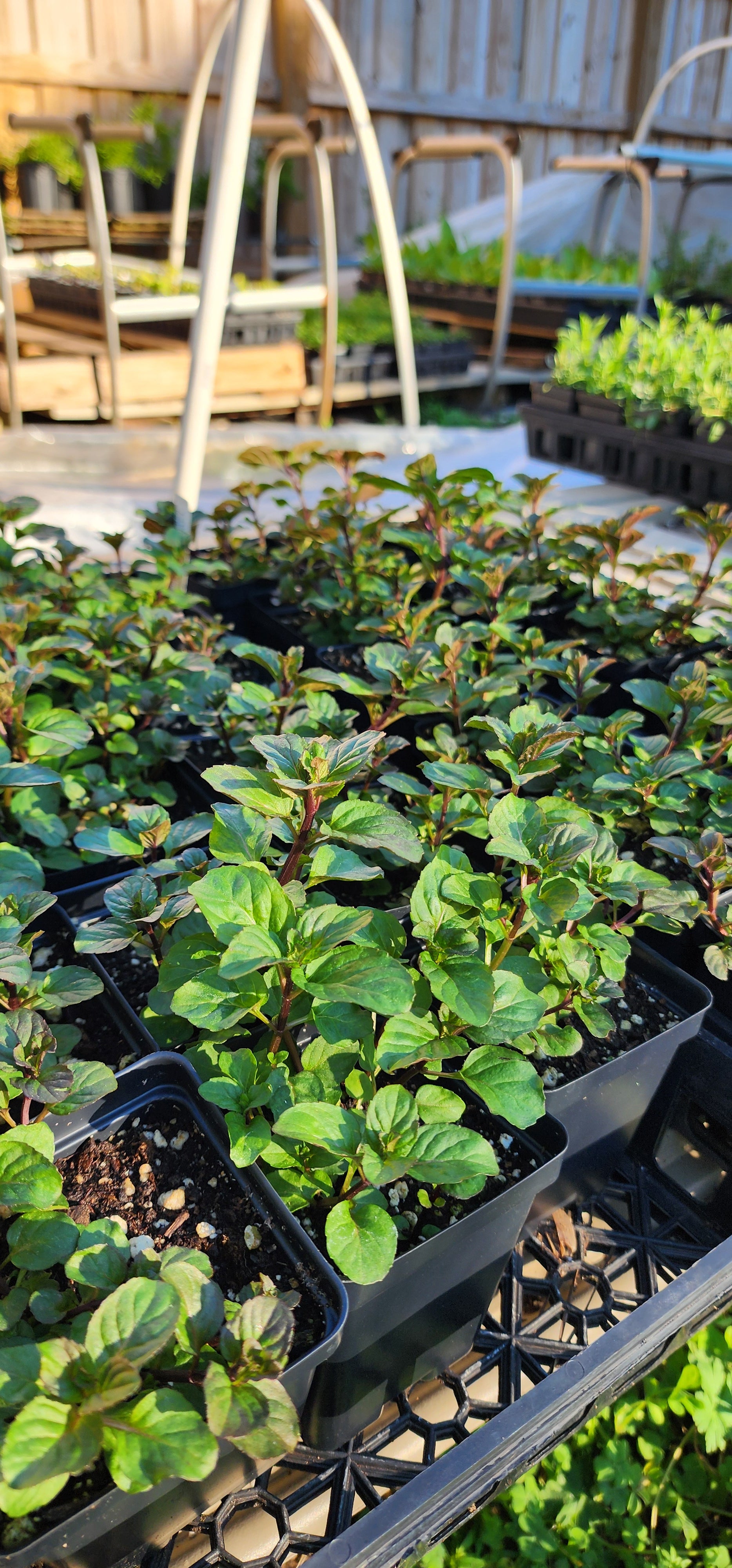 Mint "Lavender" - Live Plant