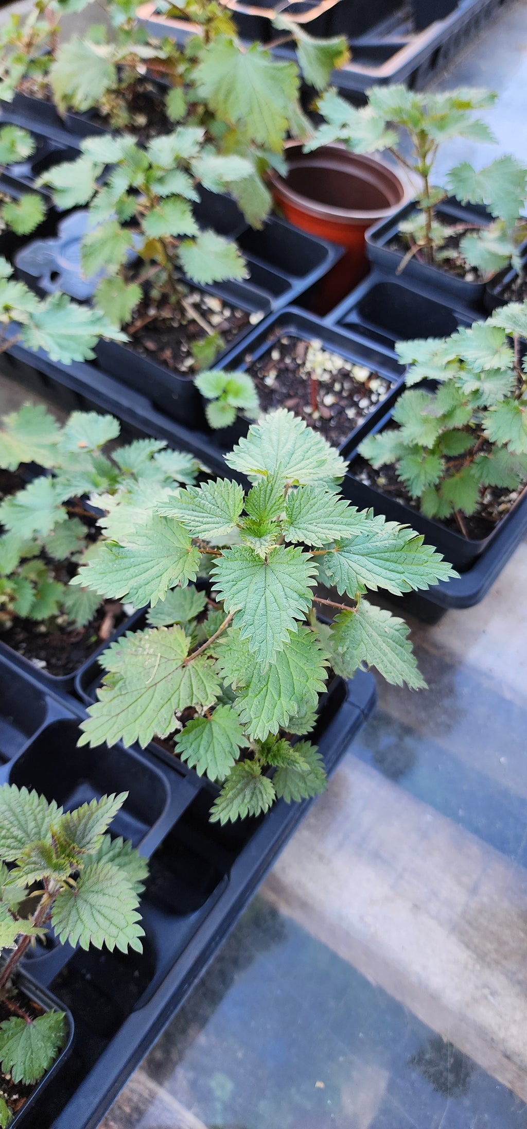 Stinging Nettles - Live Plant