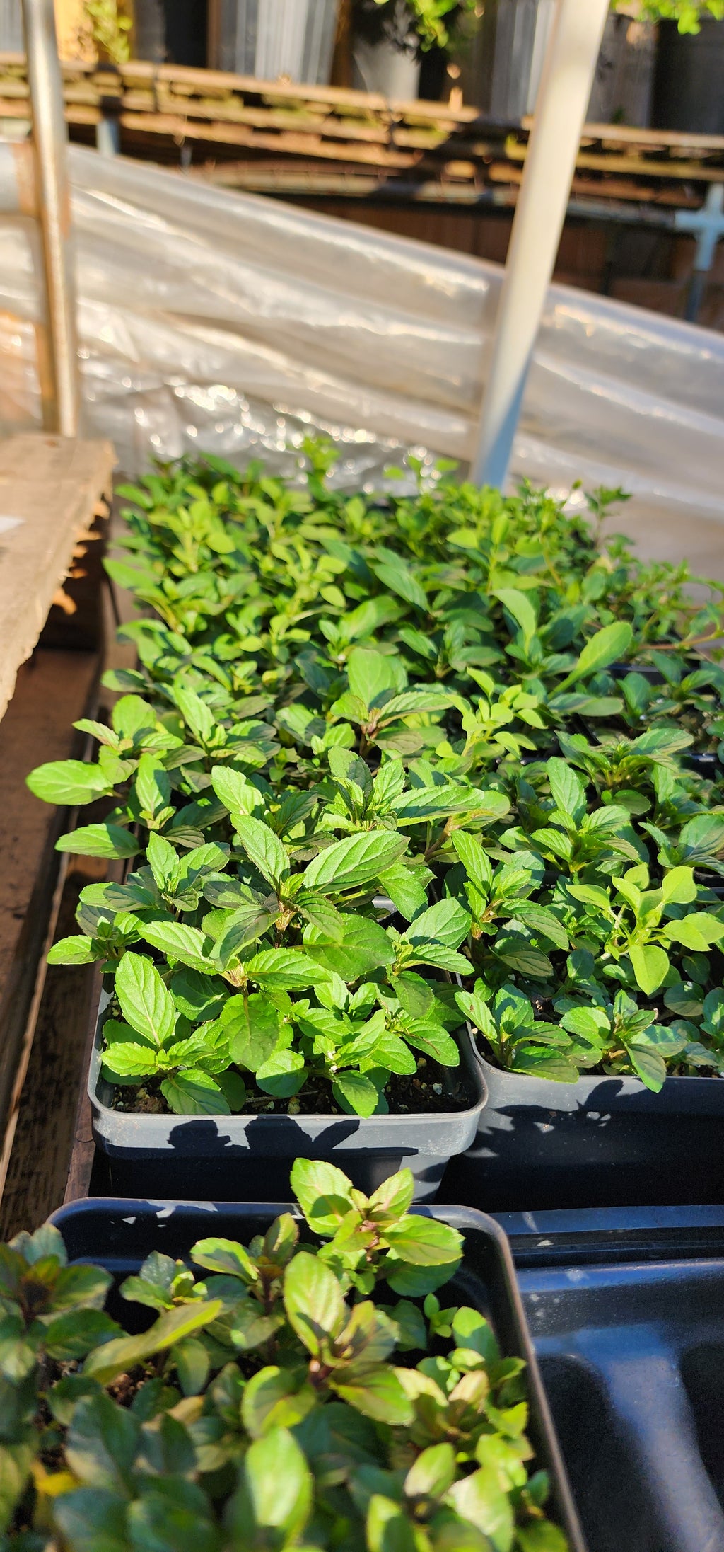 Mint "Peppermint" - Live Plant