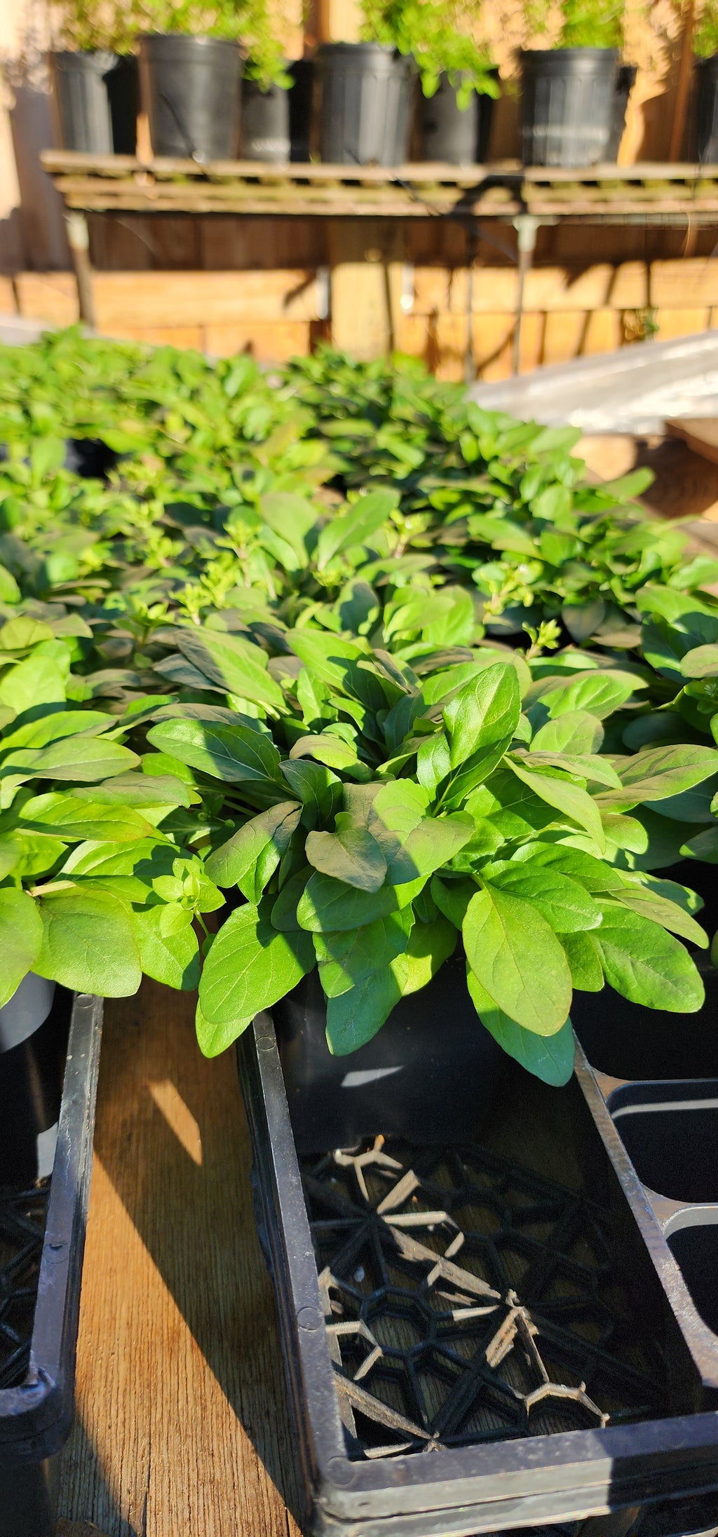 Self Heal or All Hea l- Live Plant