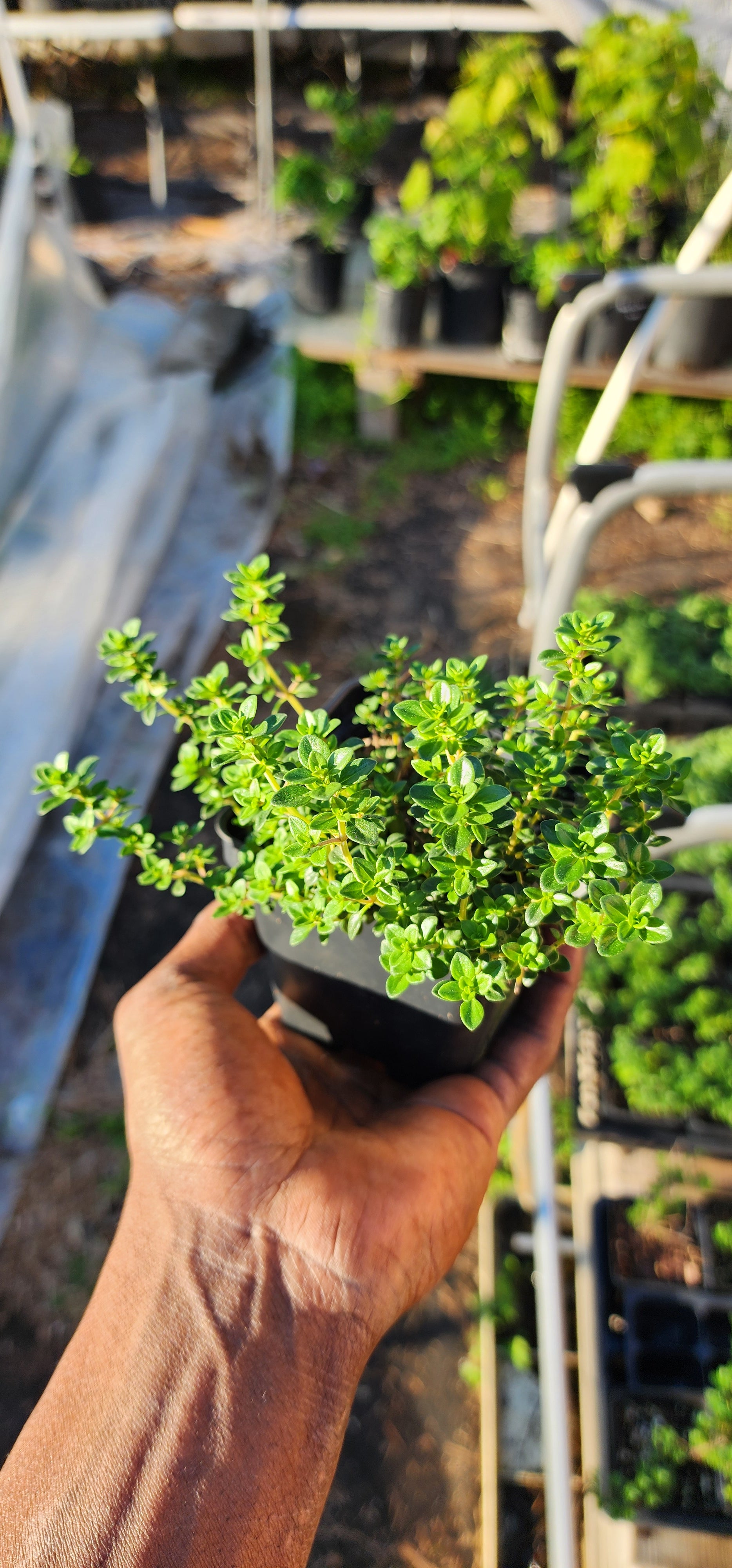 Thyme "Lemon" - Live Plant