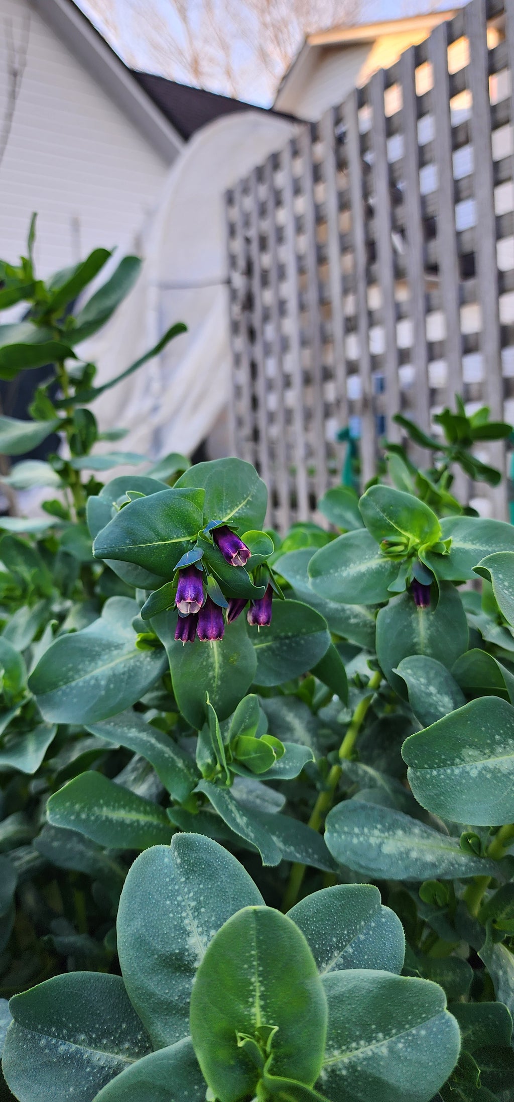 Honeywort - Live Plant