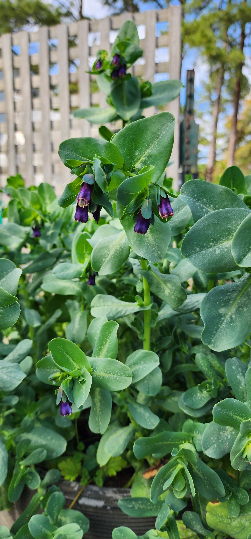 Honeywort - Live Plant