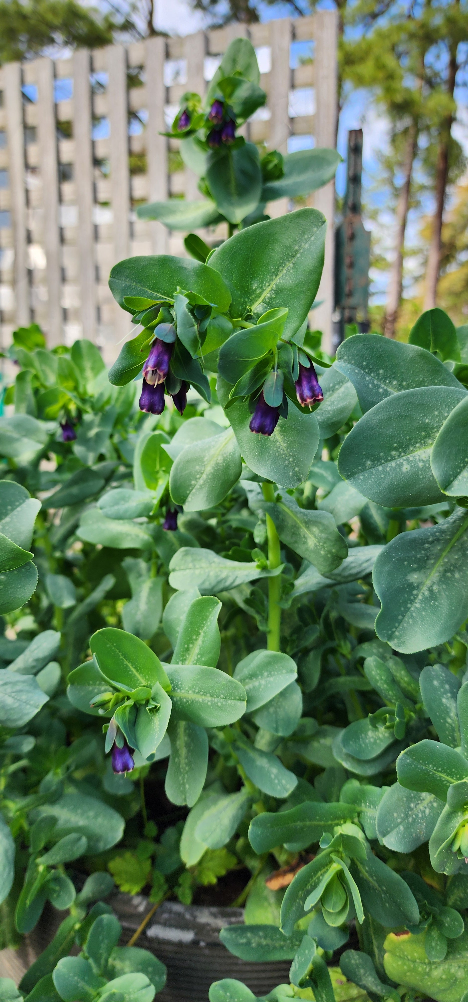 Honeywort - Live Plant