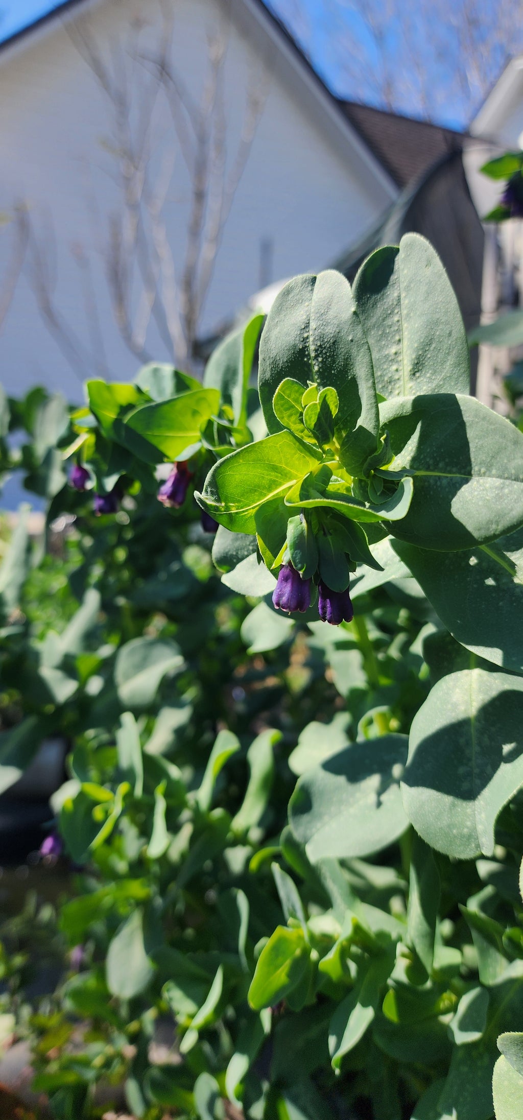 Honeywort - Live Plant