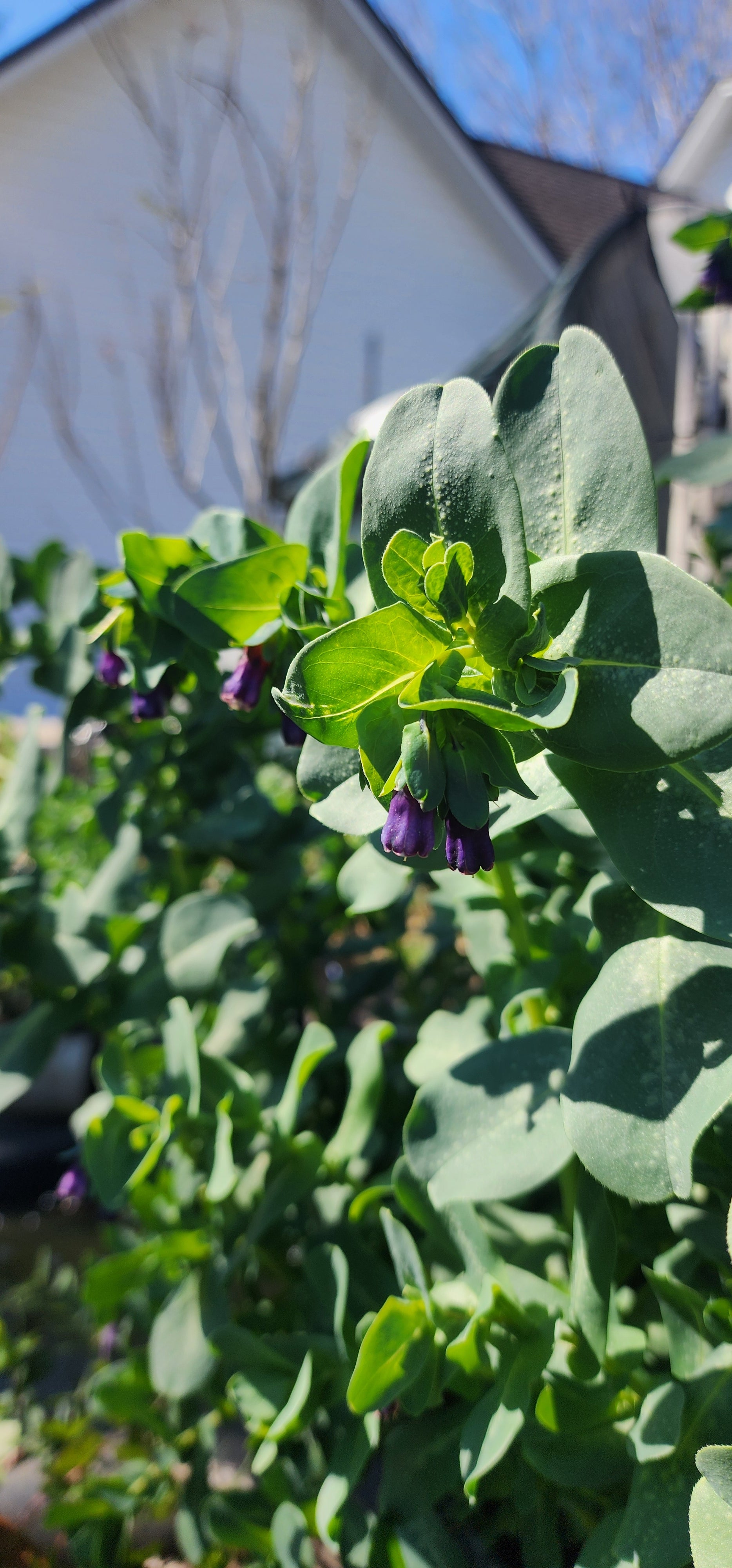 Honeywort - Live Plant