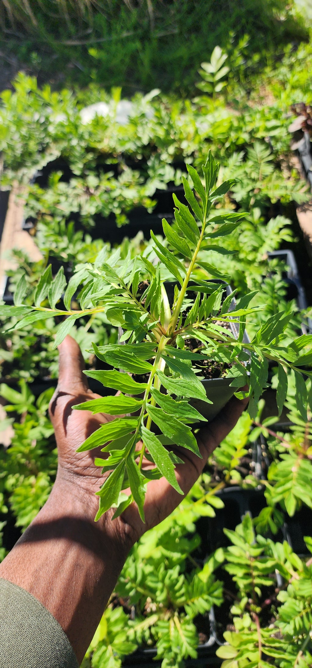 Valerian - Live Plant