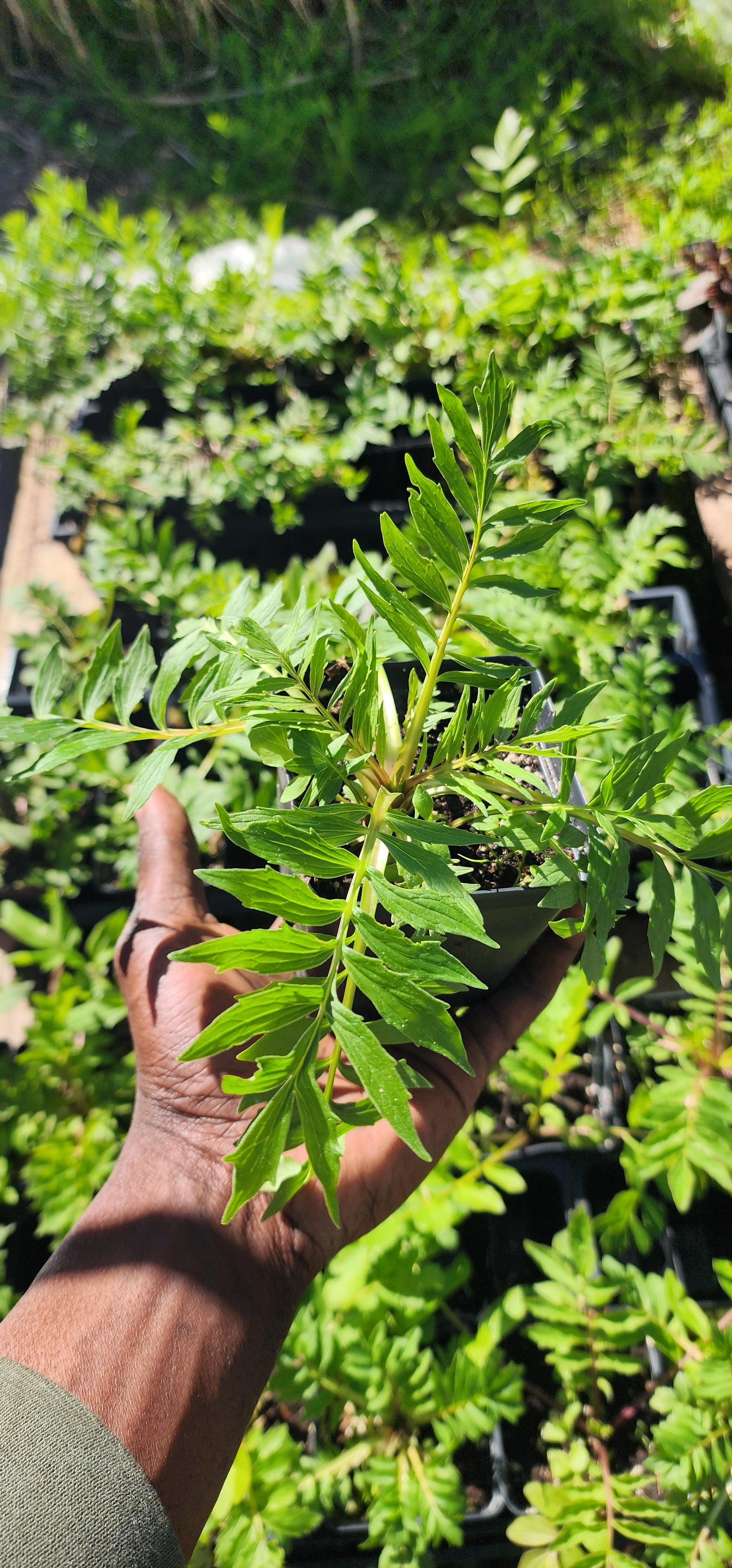 Valerian - Live Plant